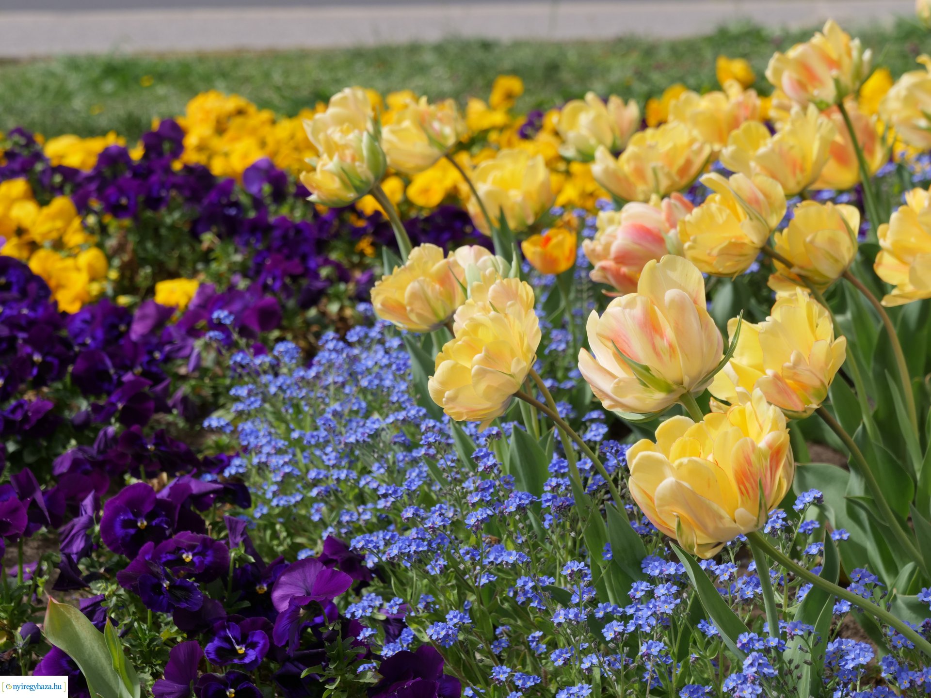 Húsvéti virágos Nyíregyháza