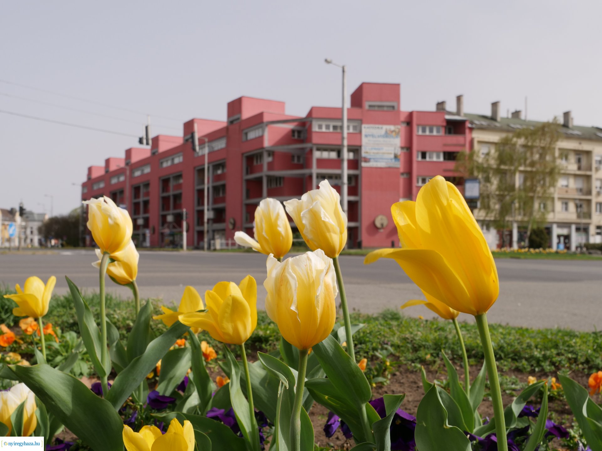 Húsvéti virágos Nyíregyháza