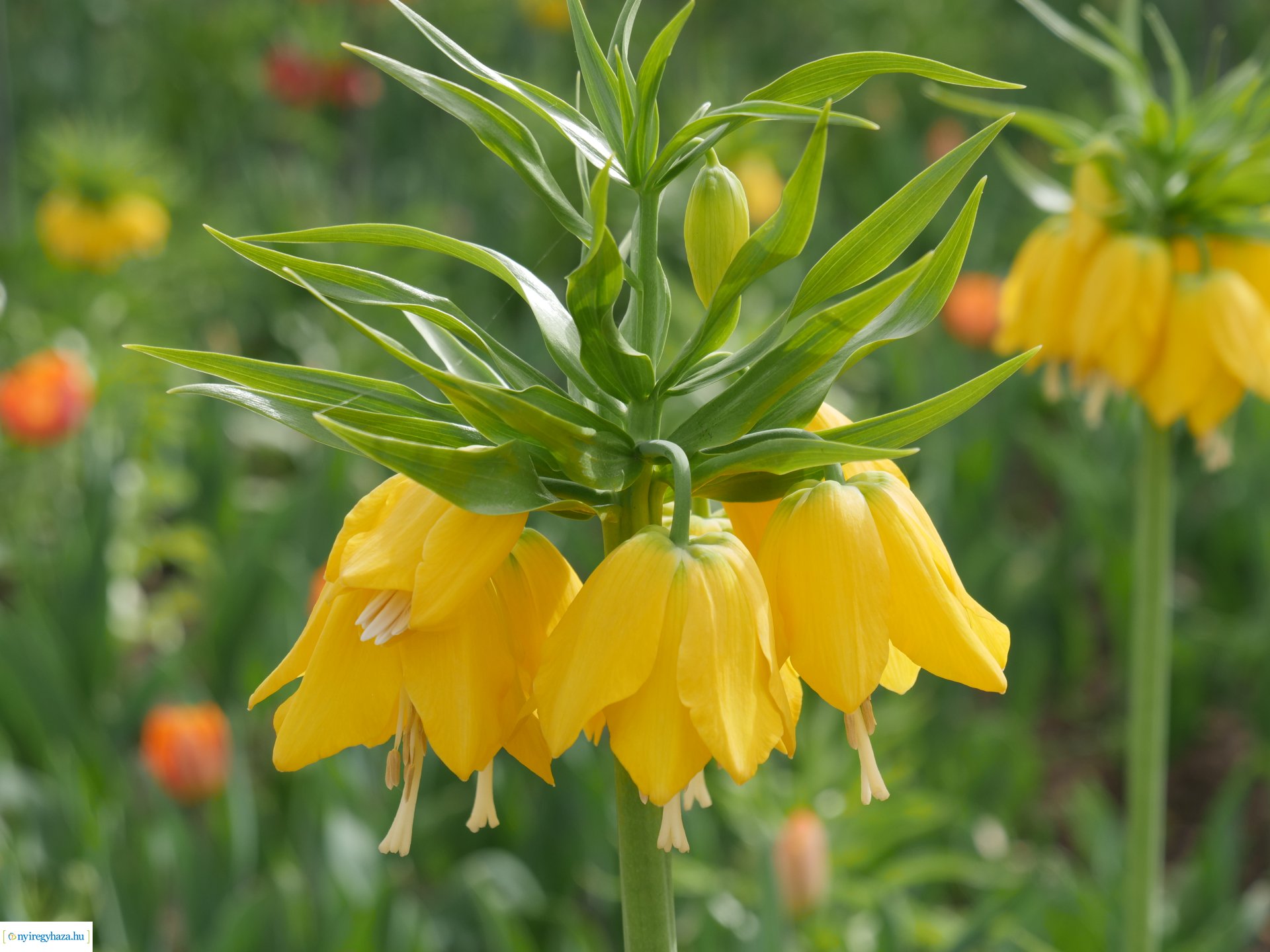 Húsvéti virágos Nyíregyháza