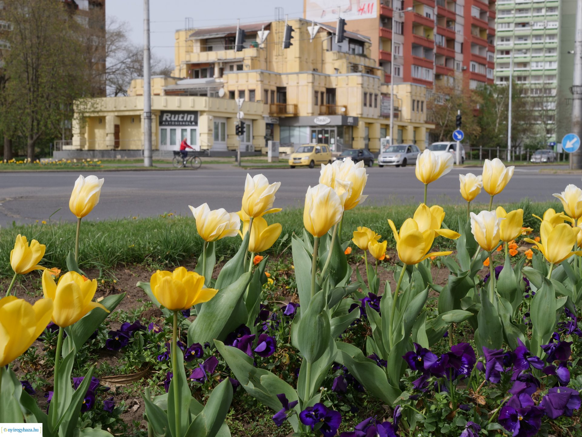 Húsvéti virágos Nyíregyháza