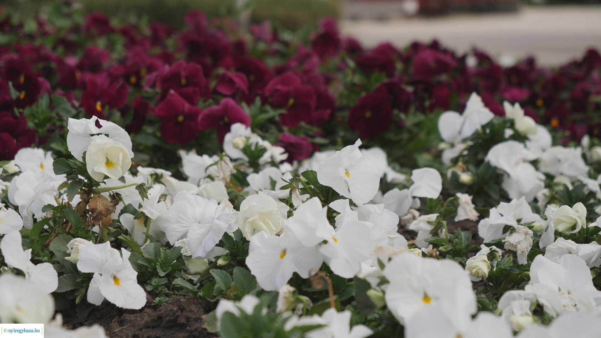 Húsvéti virágos Nyíregyháza