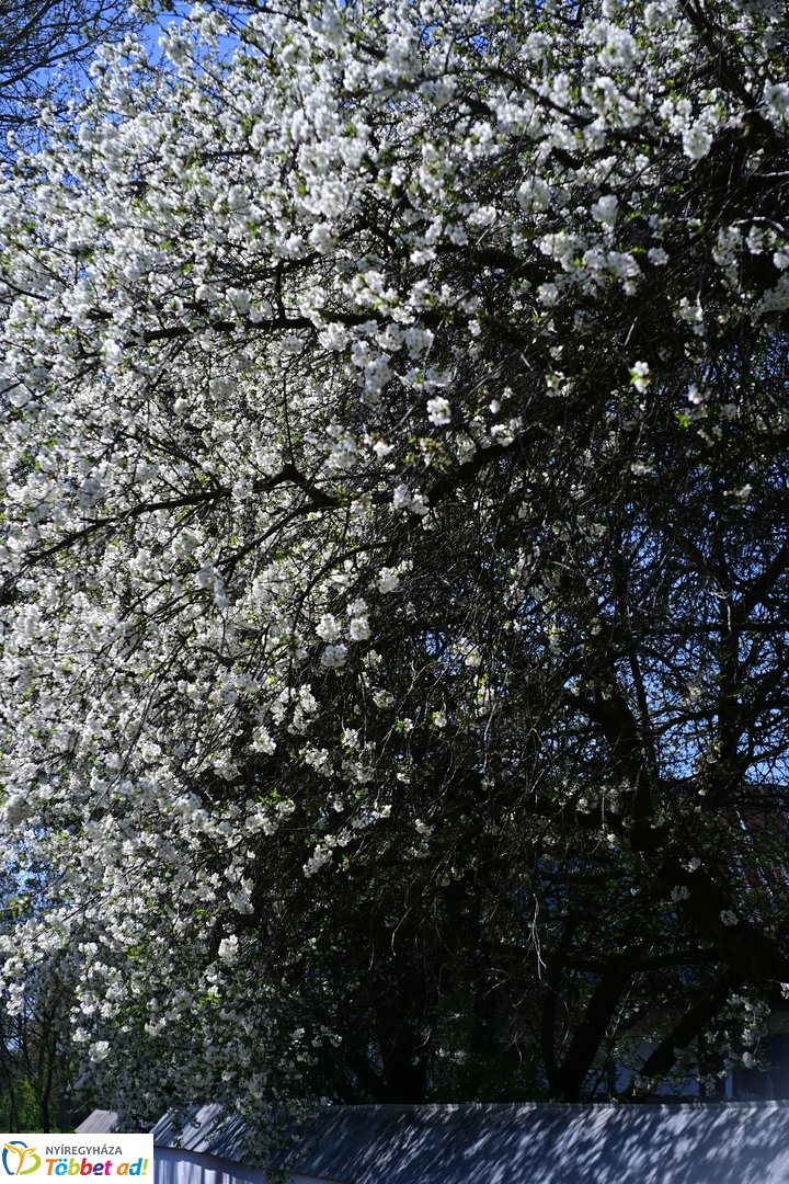 Húsvétkor a Sóstói Múzeumfaluban - 2026