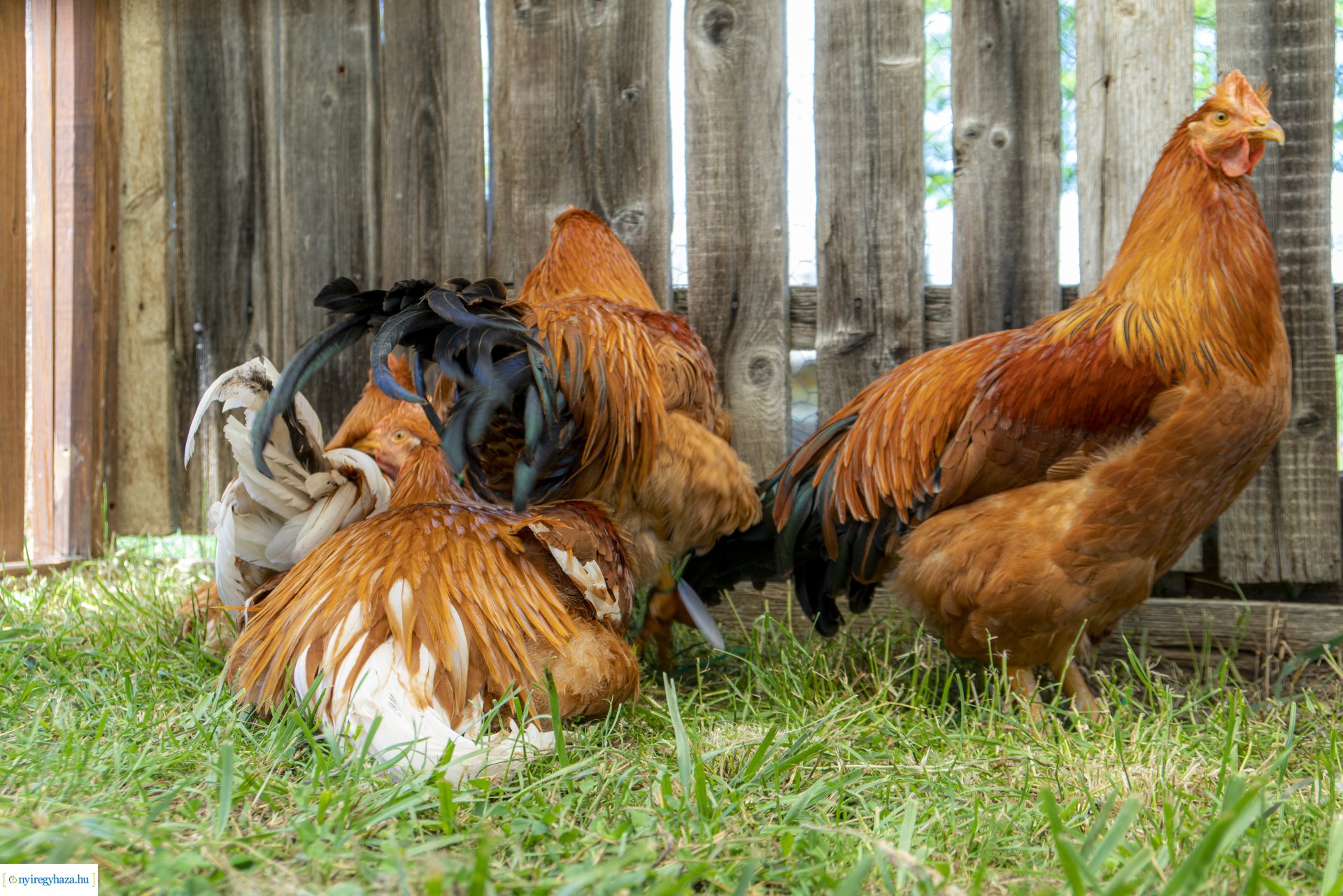 I. Kappan- és lakodalmas fesztivál a Sóstói Múzeumfaluban