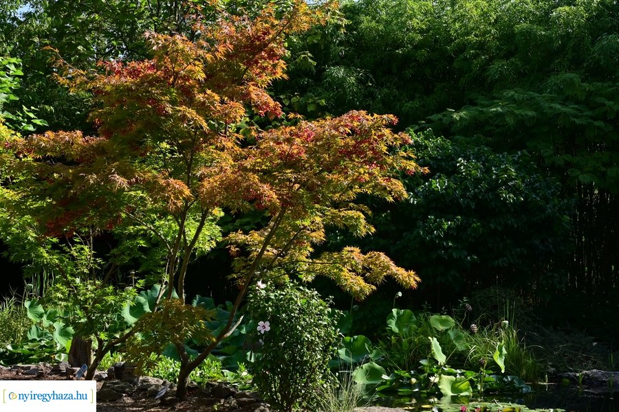 Idősügyi Tanács 20240827