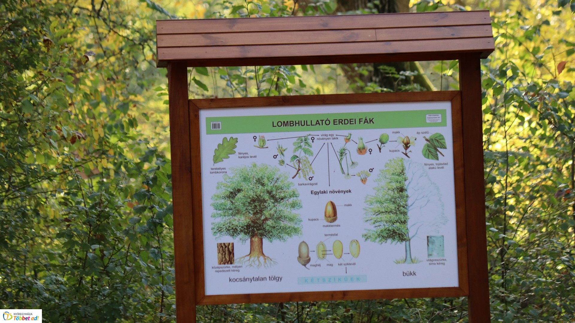 Így készült az Erdei sétány_4