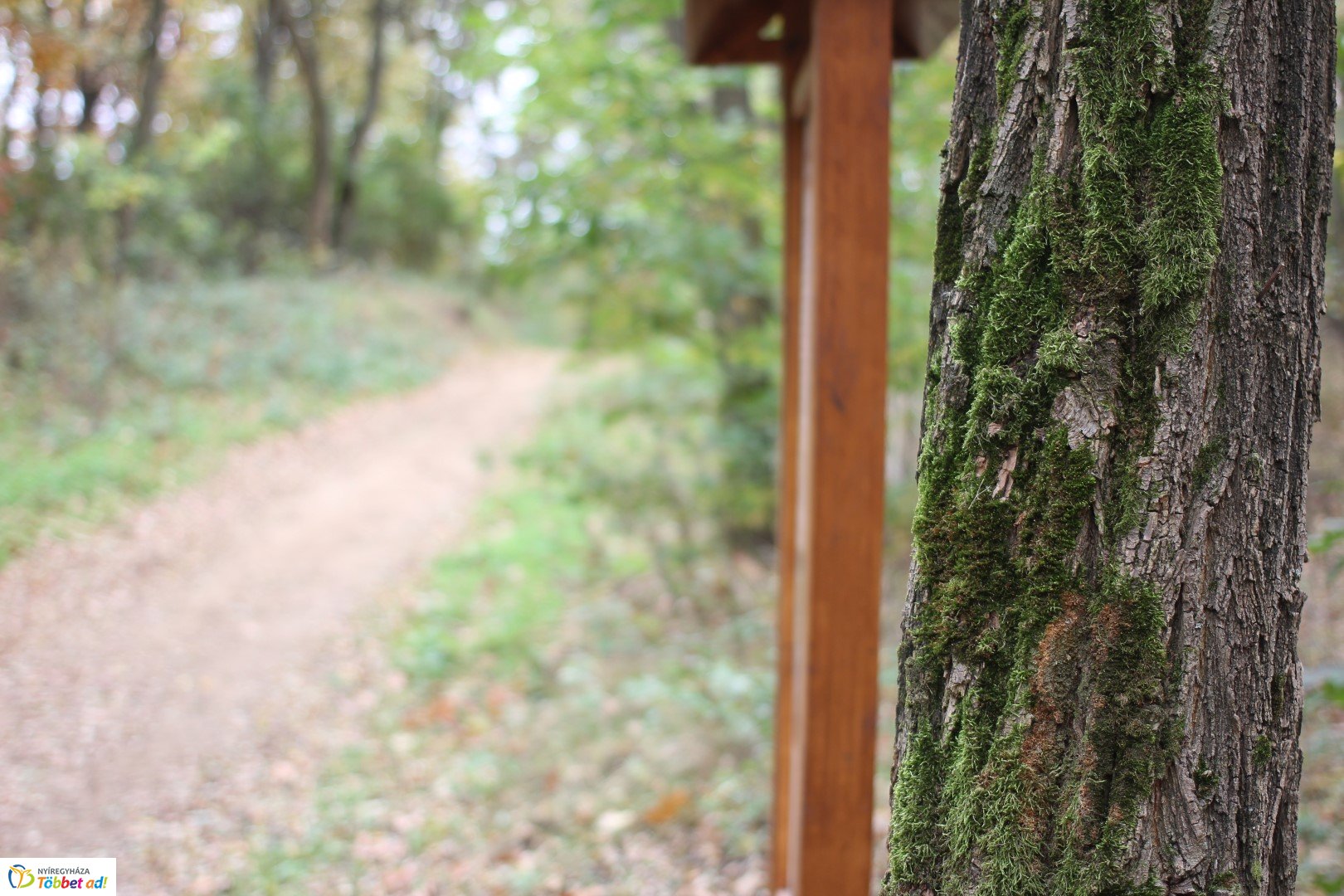 Így készült az Erdei sétány_5