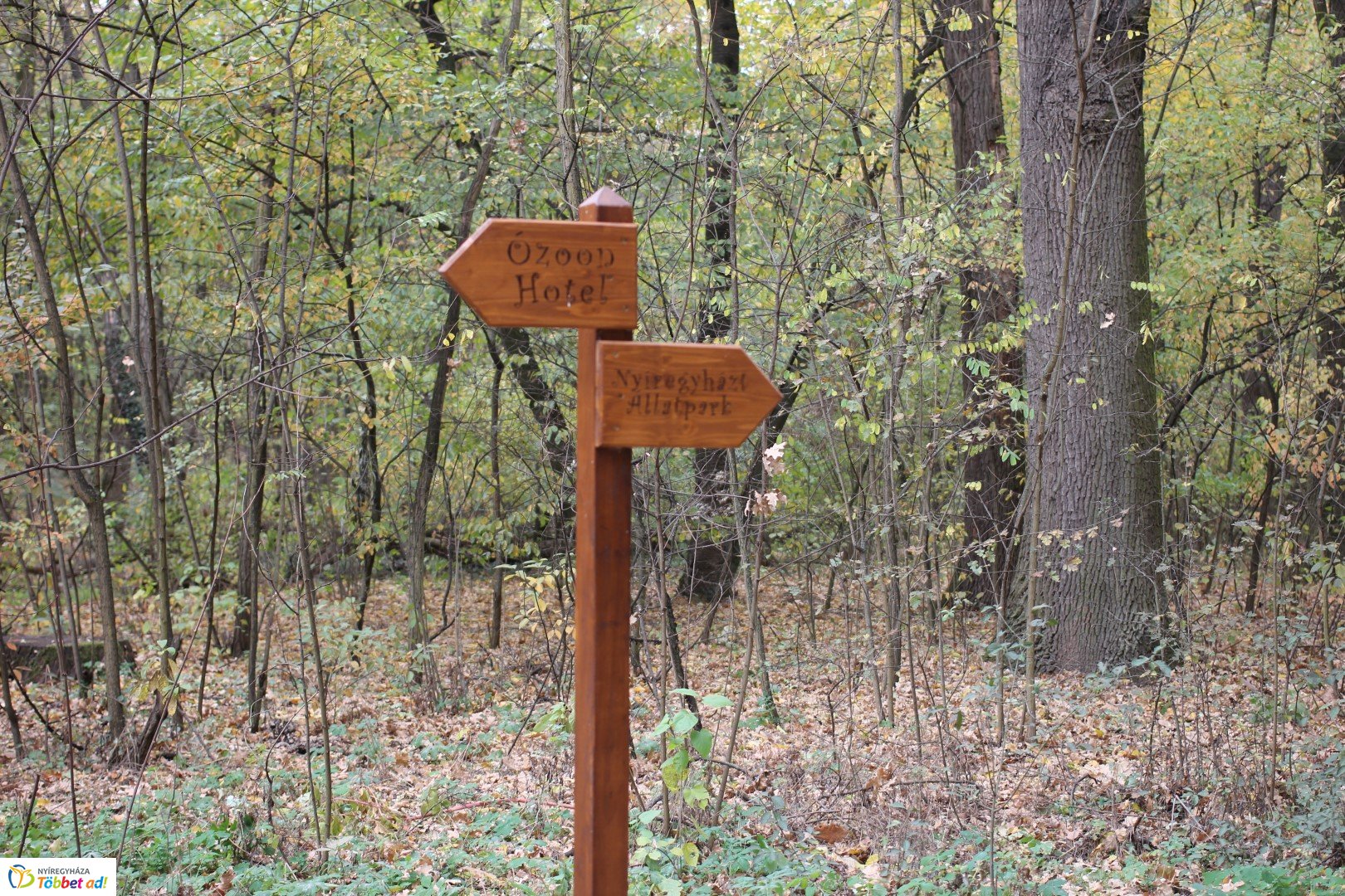 Így készült az Erdei sétány_5