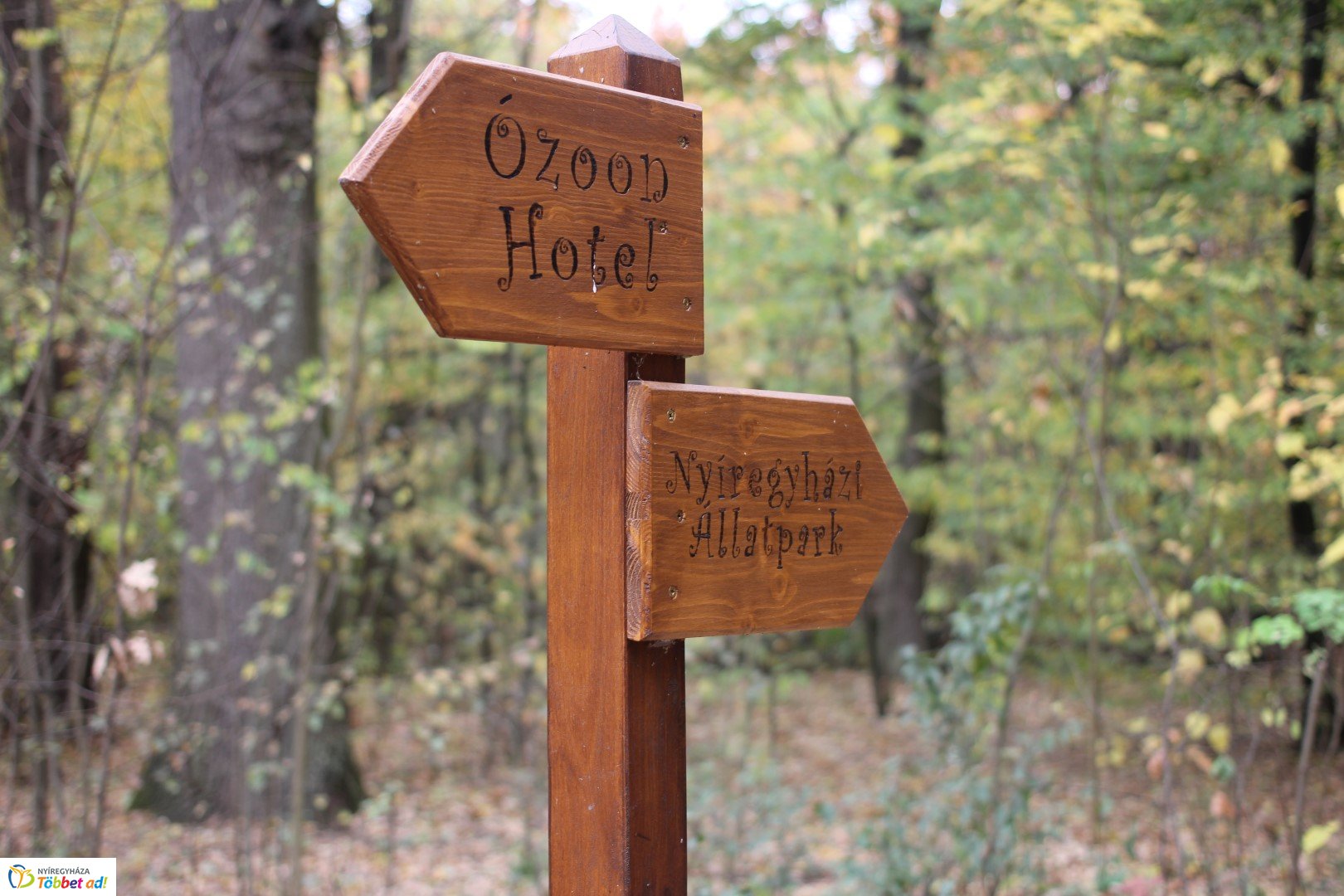 Így készült az Erdei sétány_5