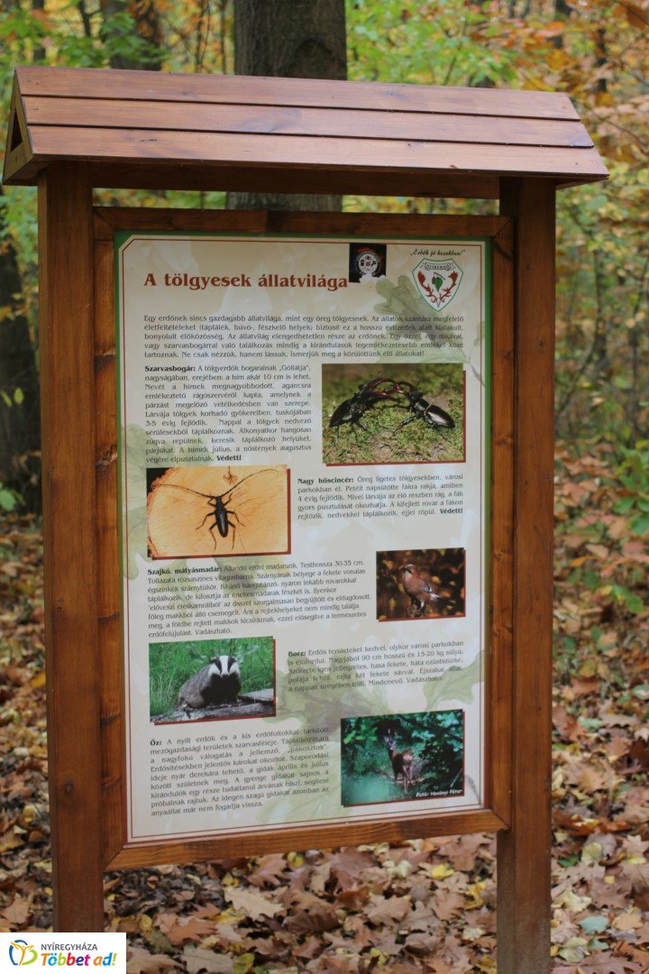 Így készült az Erdei sétány_5