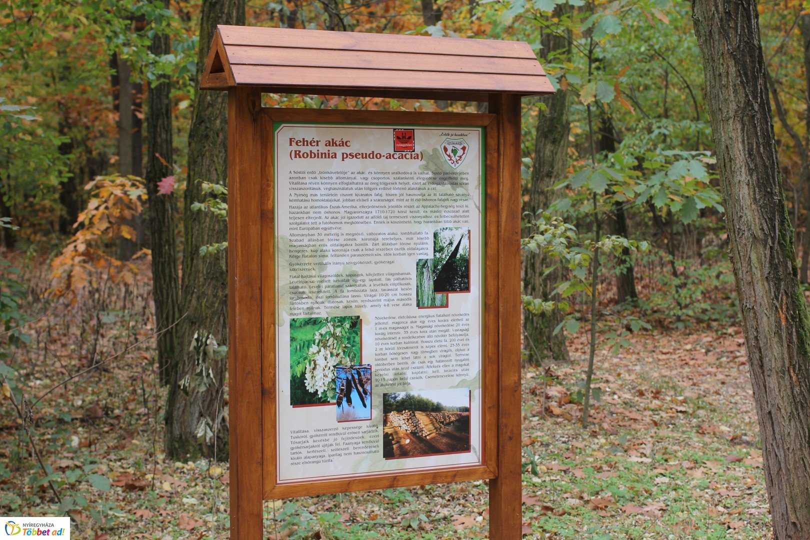 Így készült az Erdei sétány_5