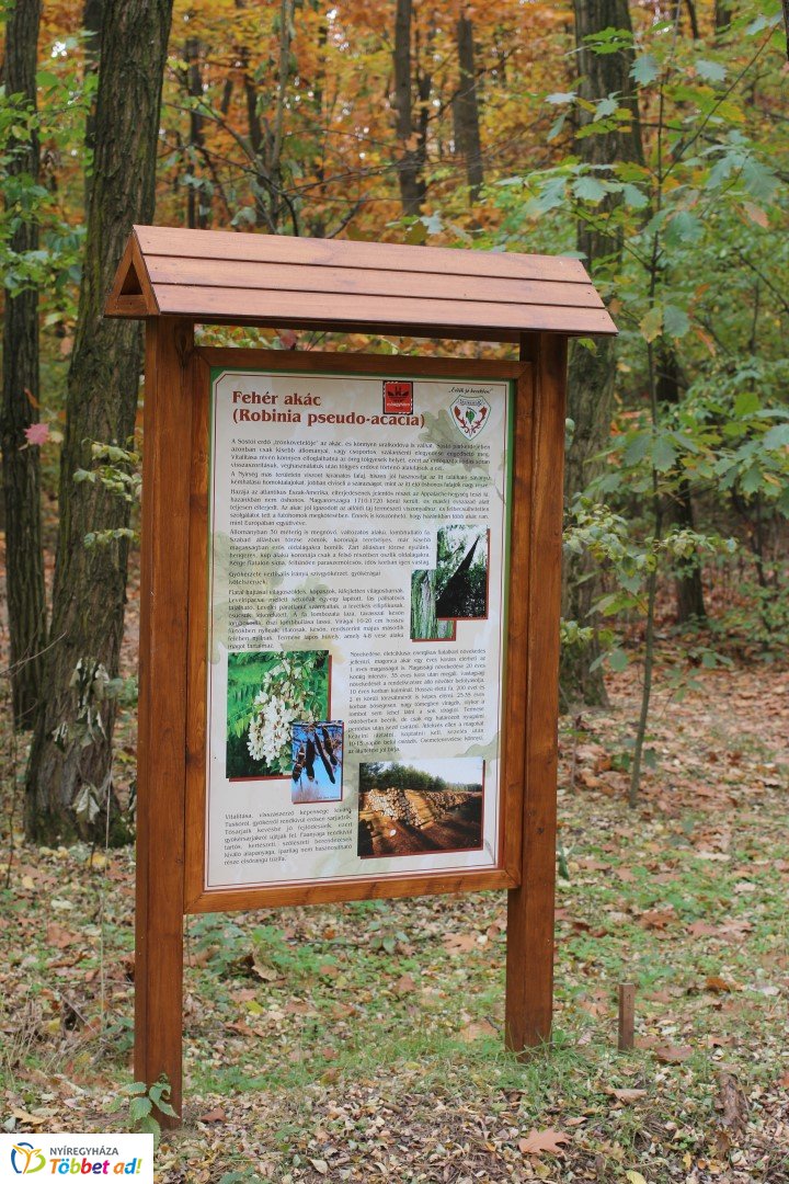 Így készült az Erdei sétány_5