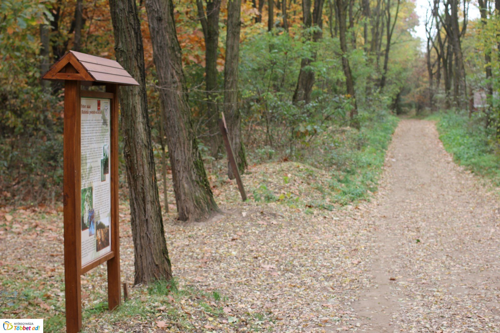 Így készült az Erdei sétány_5