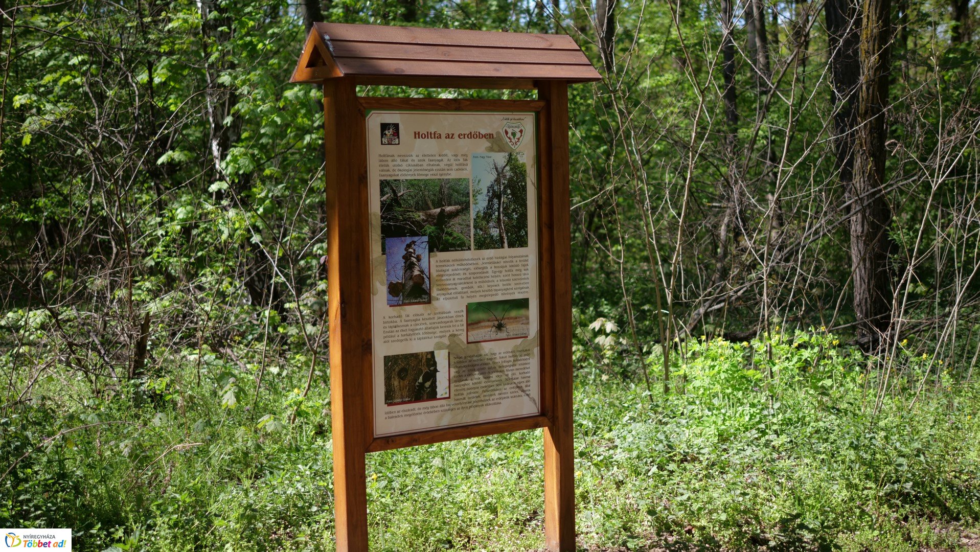 Így készült az Erdei sétány_6