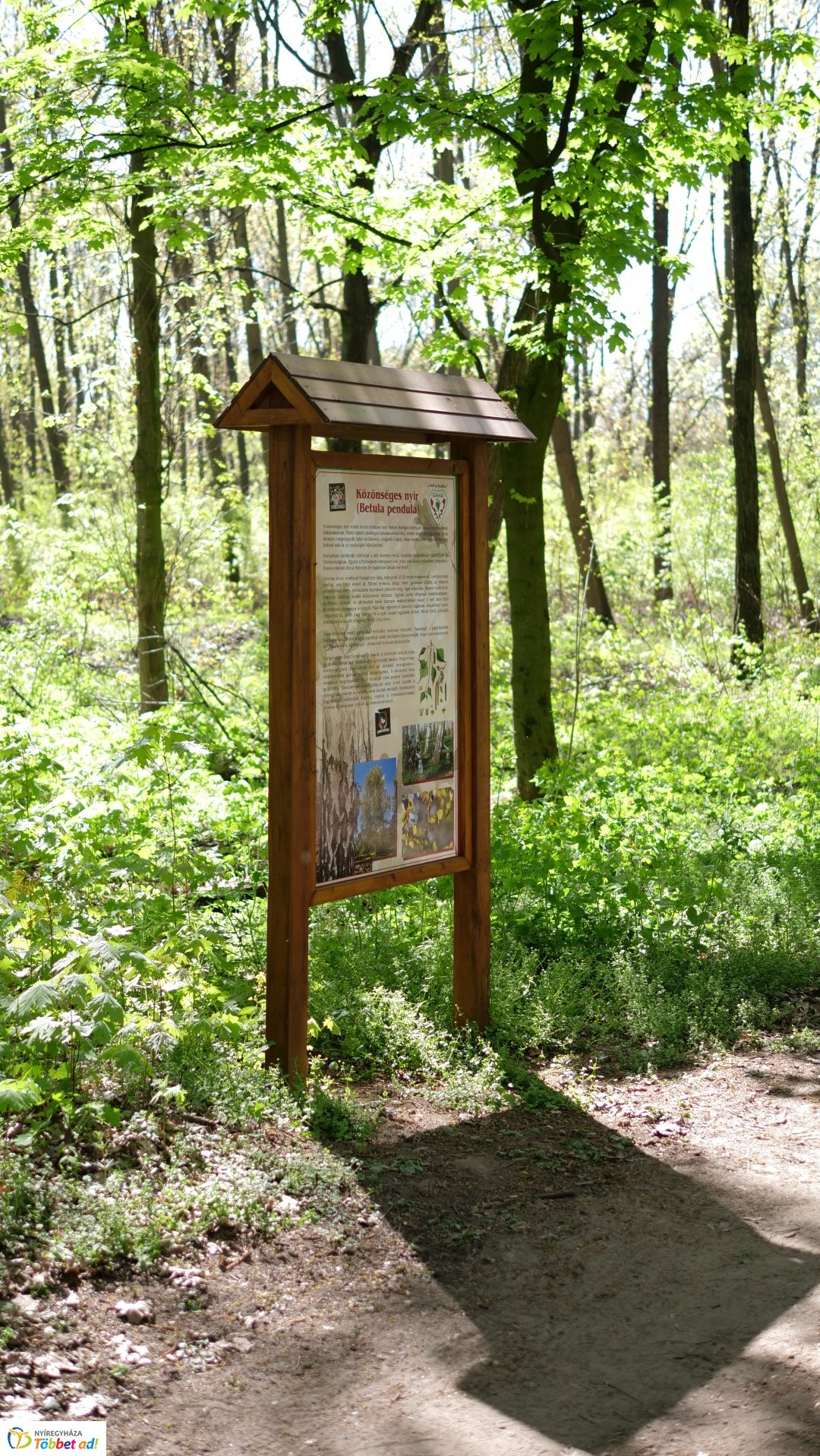 Így készült az Erdei sétány_6