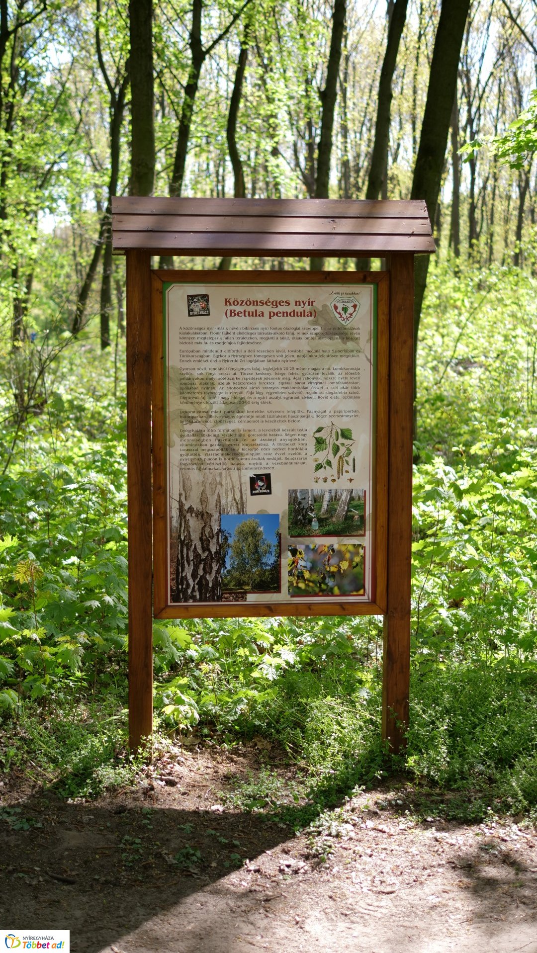 Így készült az Erdei sétány_6