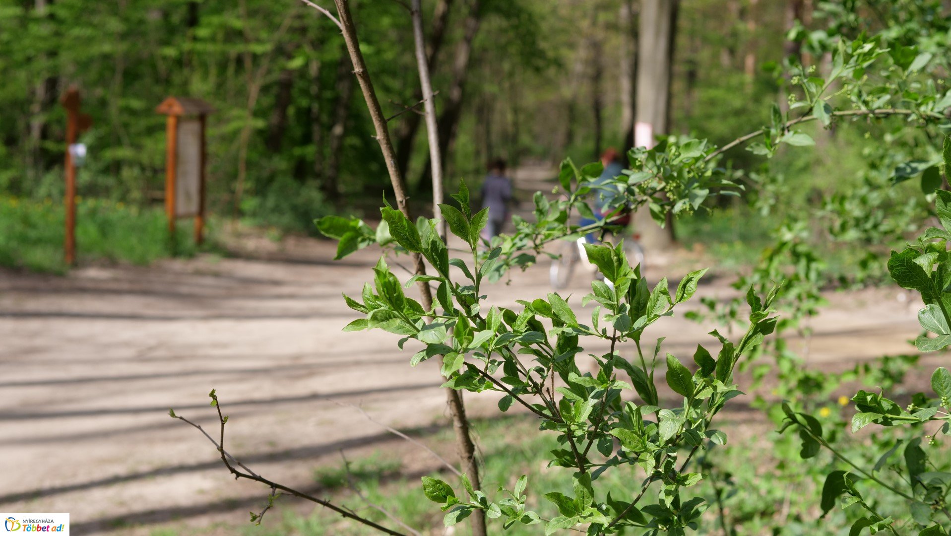 Így készült az Erdei sétány_6