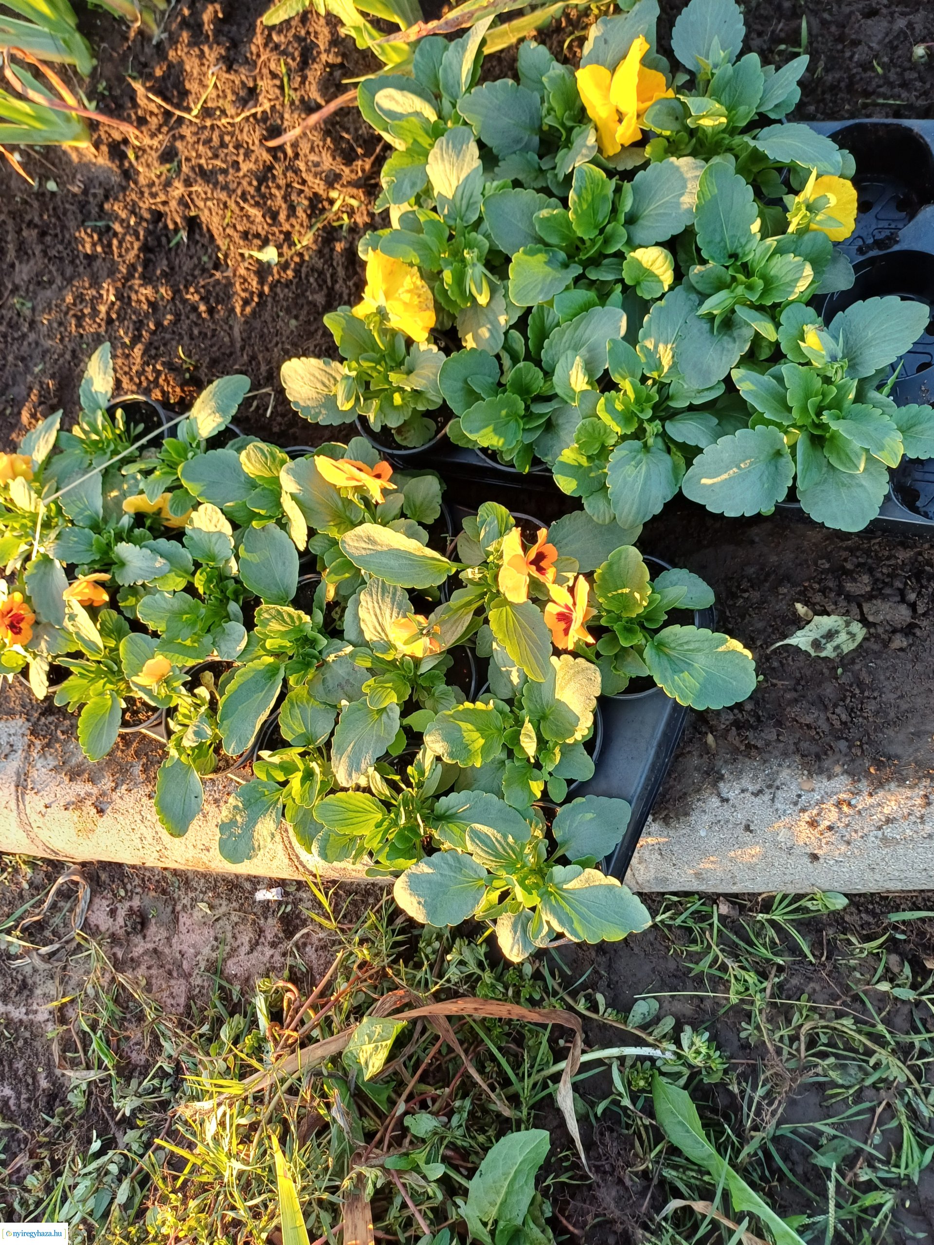 Így szépült meg az orosi körforgalom