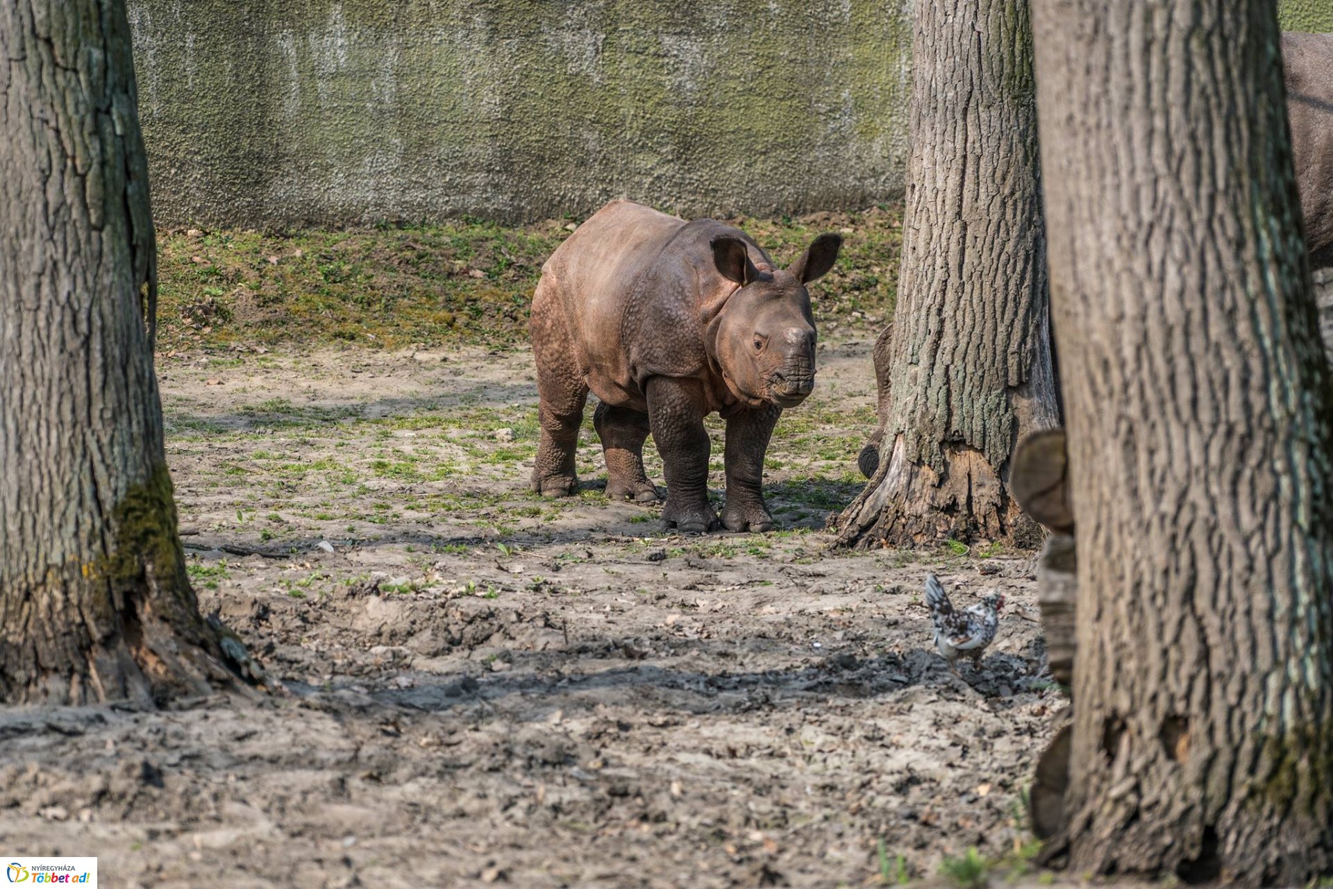 Így telnek az indiai páncélos rinocérosz bébi mindennapjai