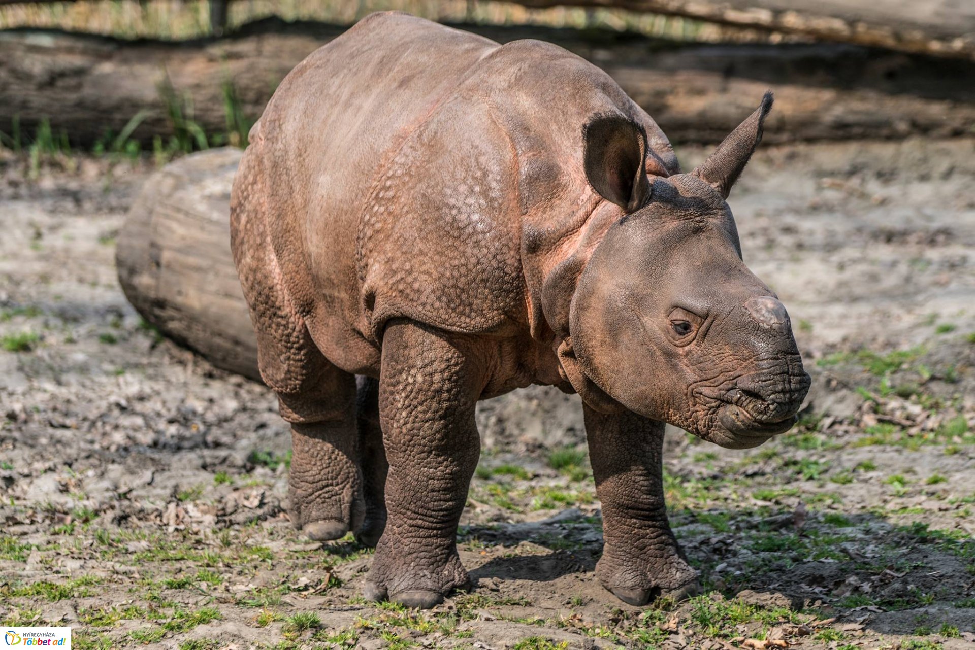 Így telnek az indiai páncélos rinocérosz bébi mindennapjai