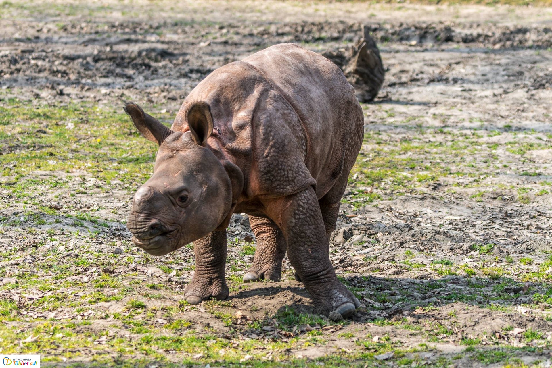 Így telnek az indiai páncélos rinocérosz bébi mindennapjai