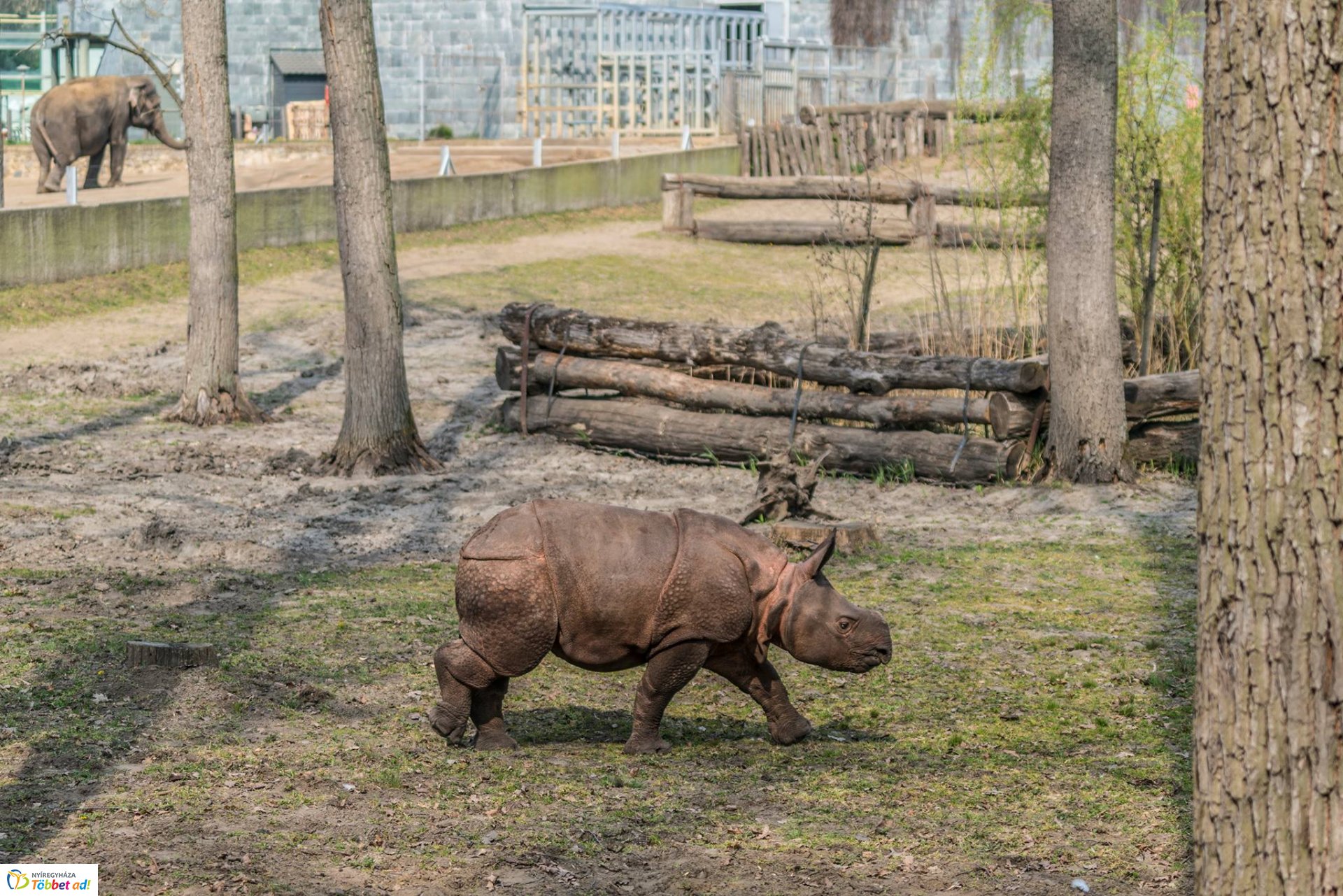 Így telnek az indiai páncélos rinocérosz bébi mindennapjai