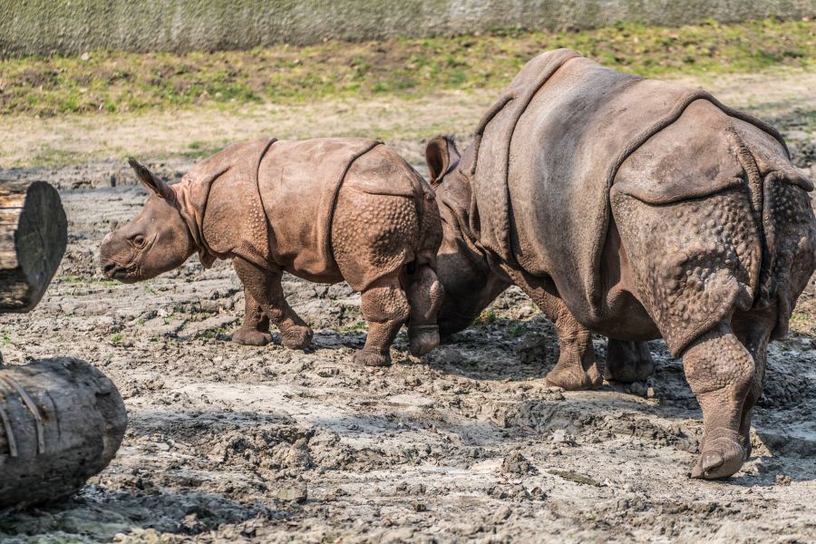 Így telnek az indiai páncélos rinocérosz bébi mindennapjai