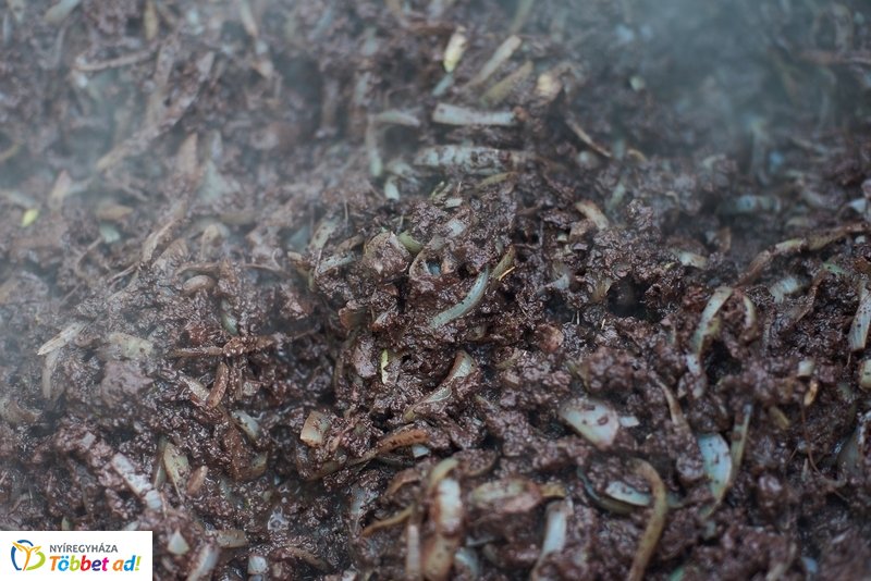 II Disznótoros Fesztivál 2019 2