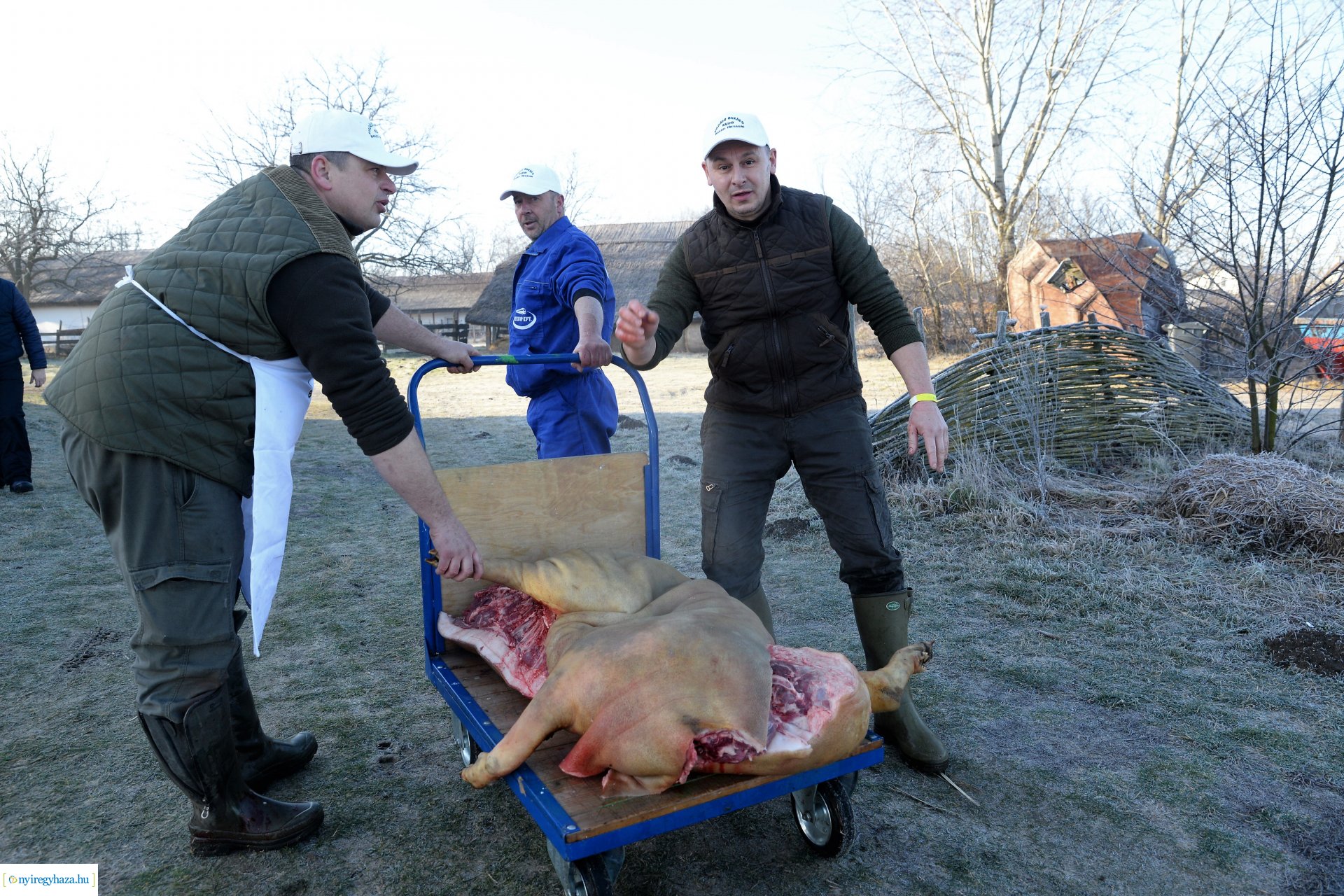 III. Nyírségi  Disznótoros Fesztivál - disznóvágás