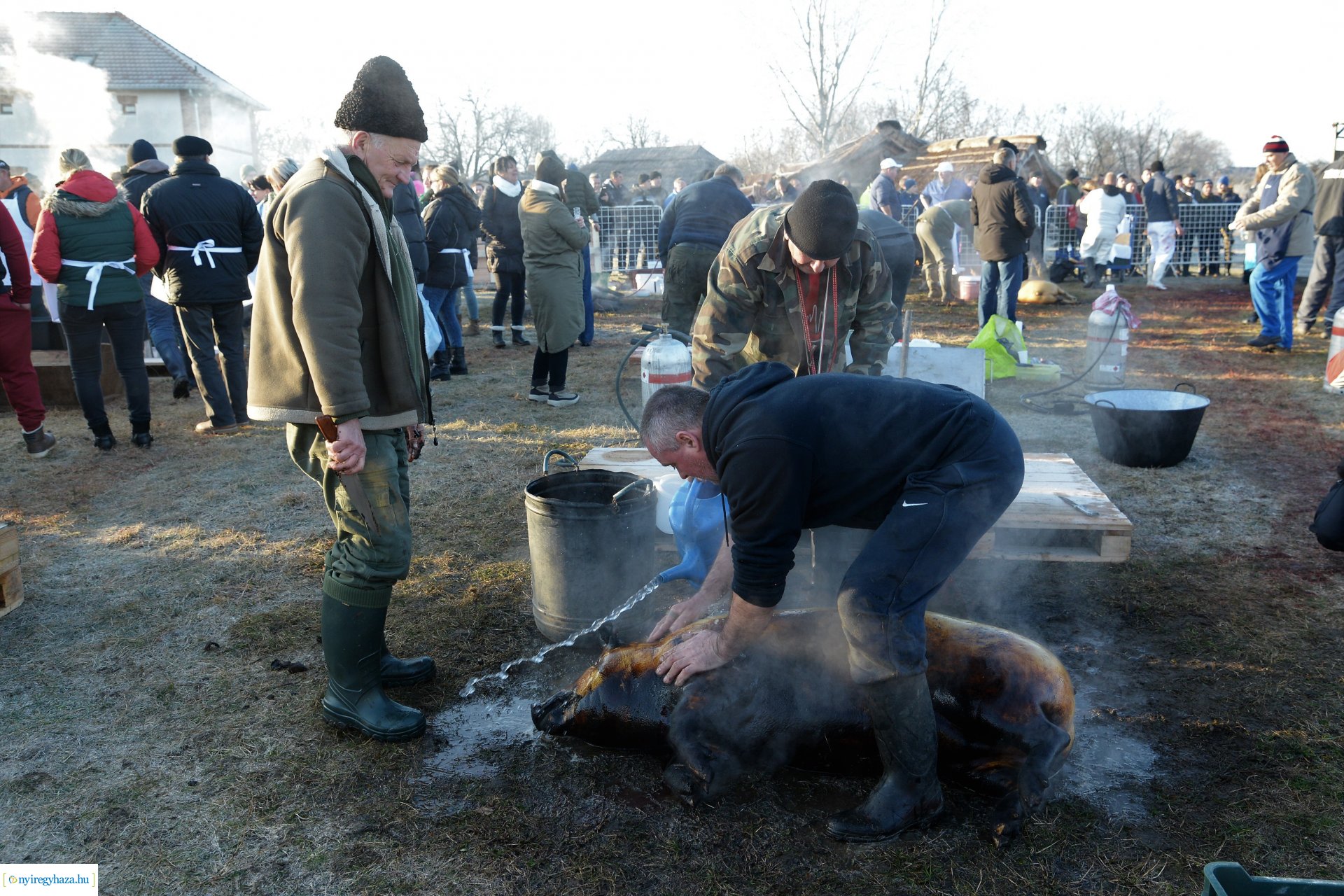III. Nyírségi  Disznótoros Fesztivál - disznóvágás
