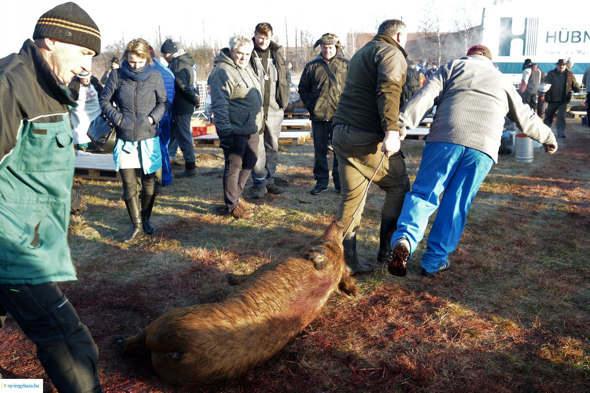 III. Nyírségi  Disznótoros Fesztivál - disznóvágás