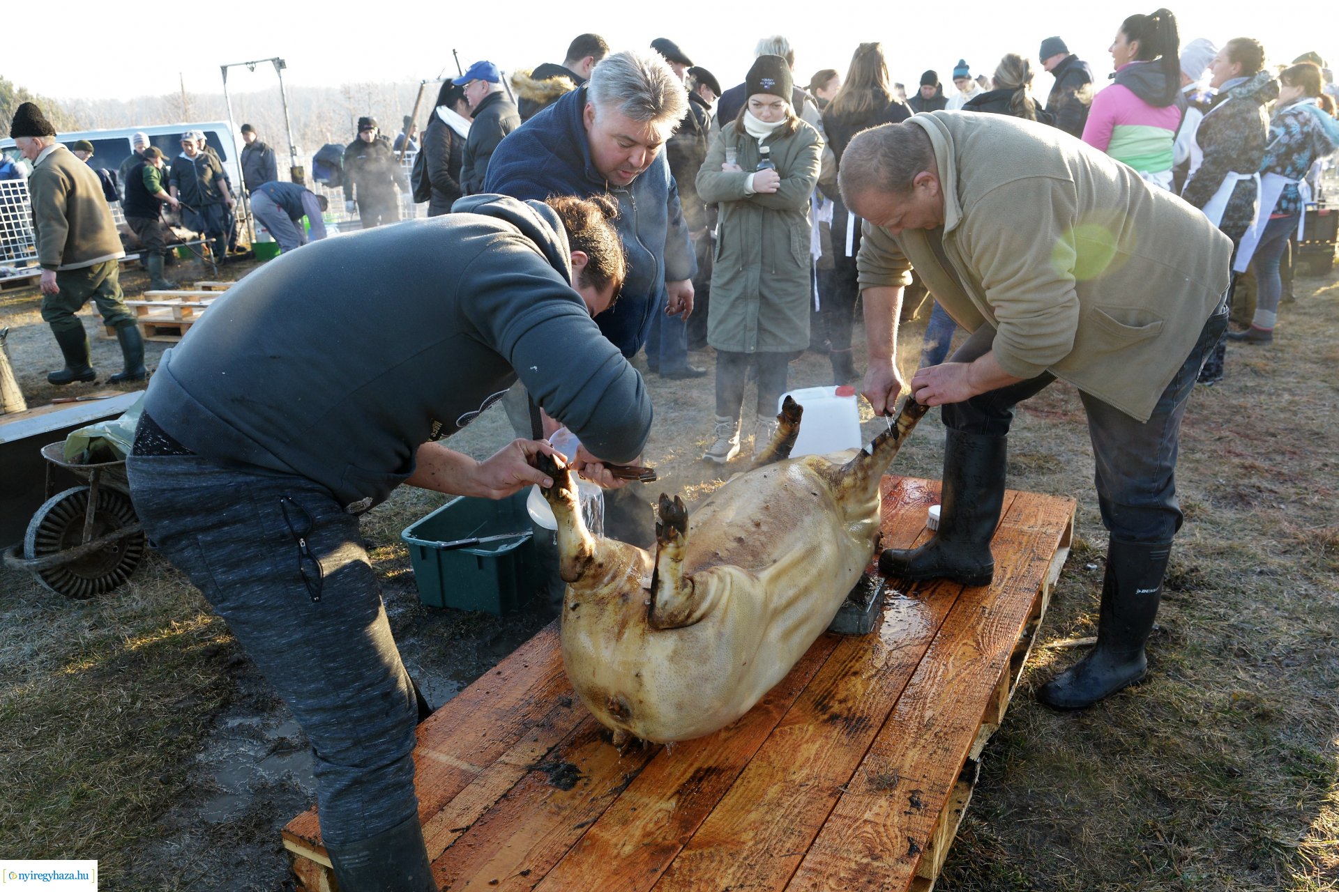 III. Nyírségi  Disznótoros Fesztivál - disznóvágás