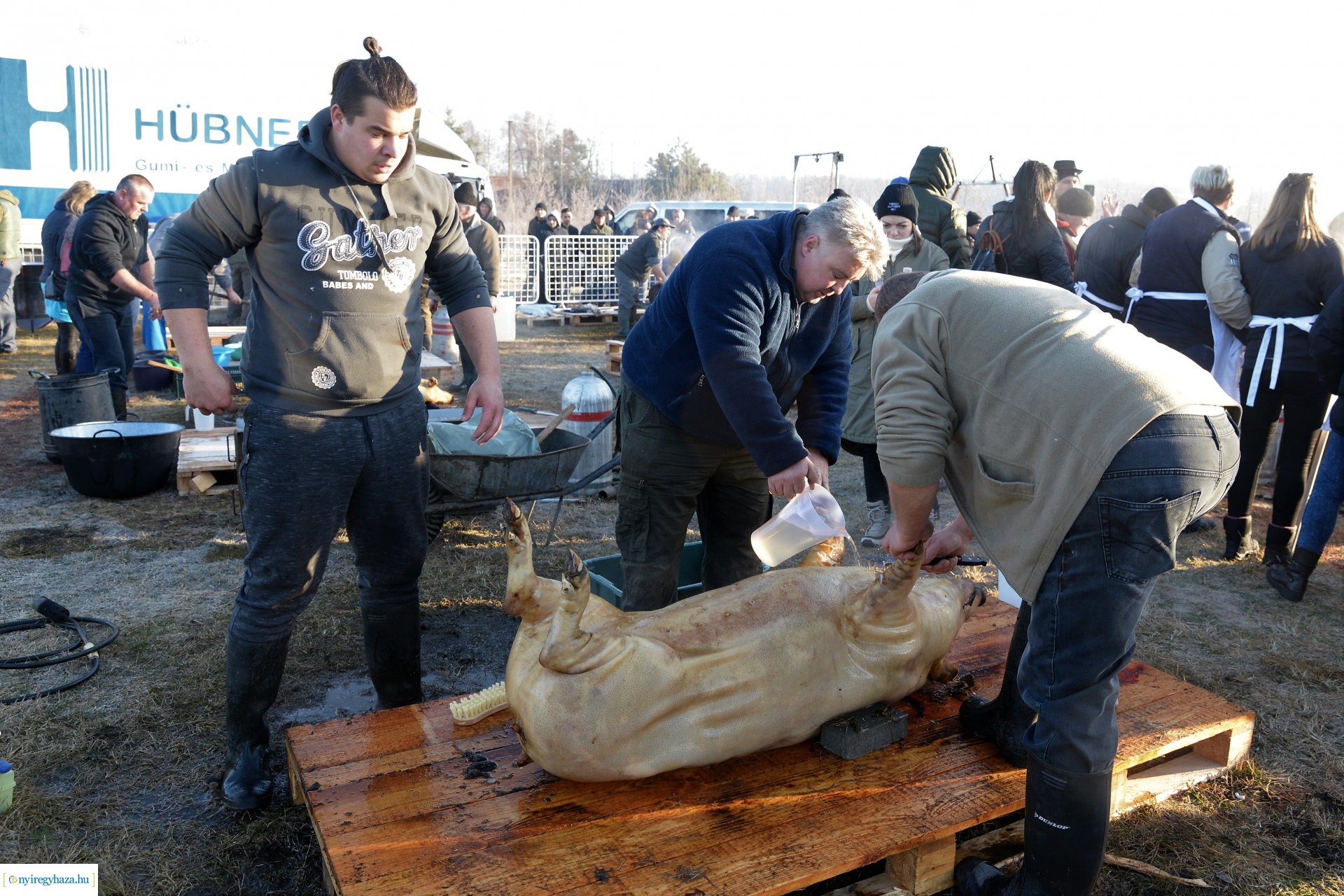 III. Nyírségi  Disznótoros Fesztivál - disznóvágás