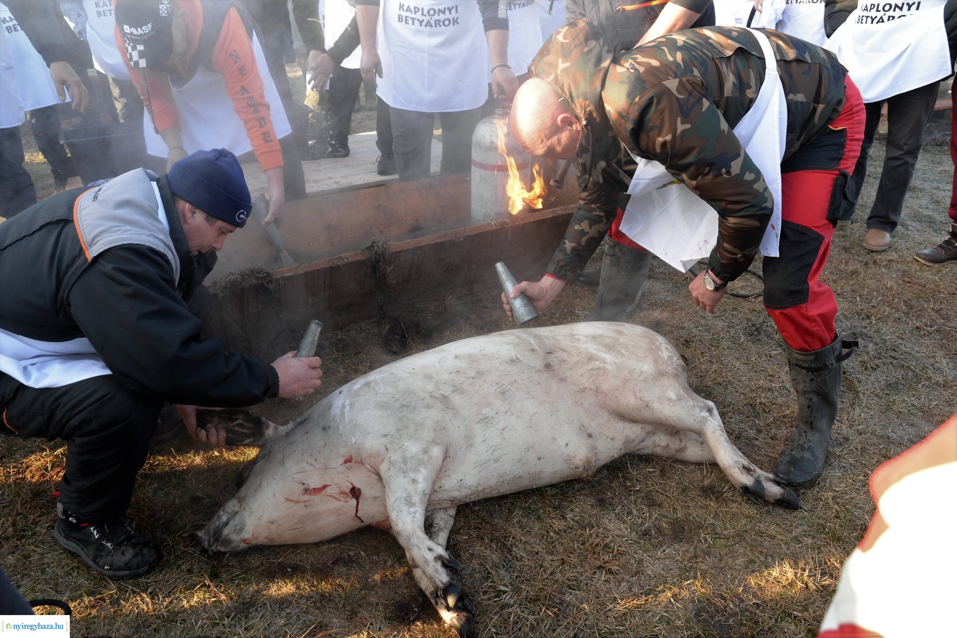 III. Nyírségi  Disznótoros Fesztivál - disznóvágás