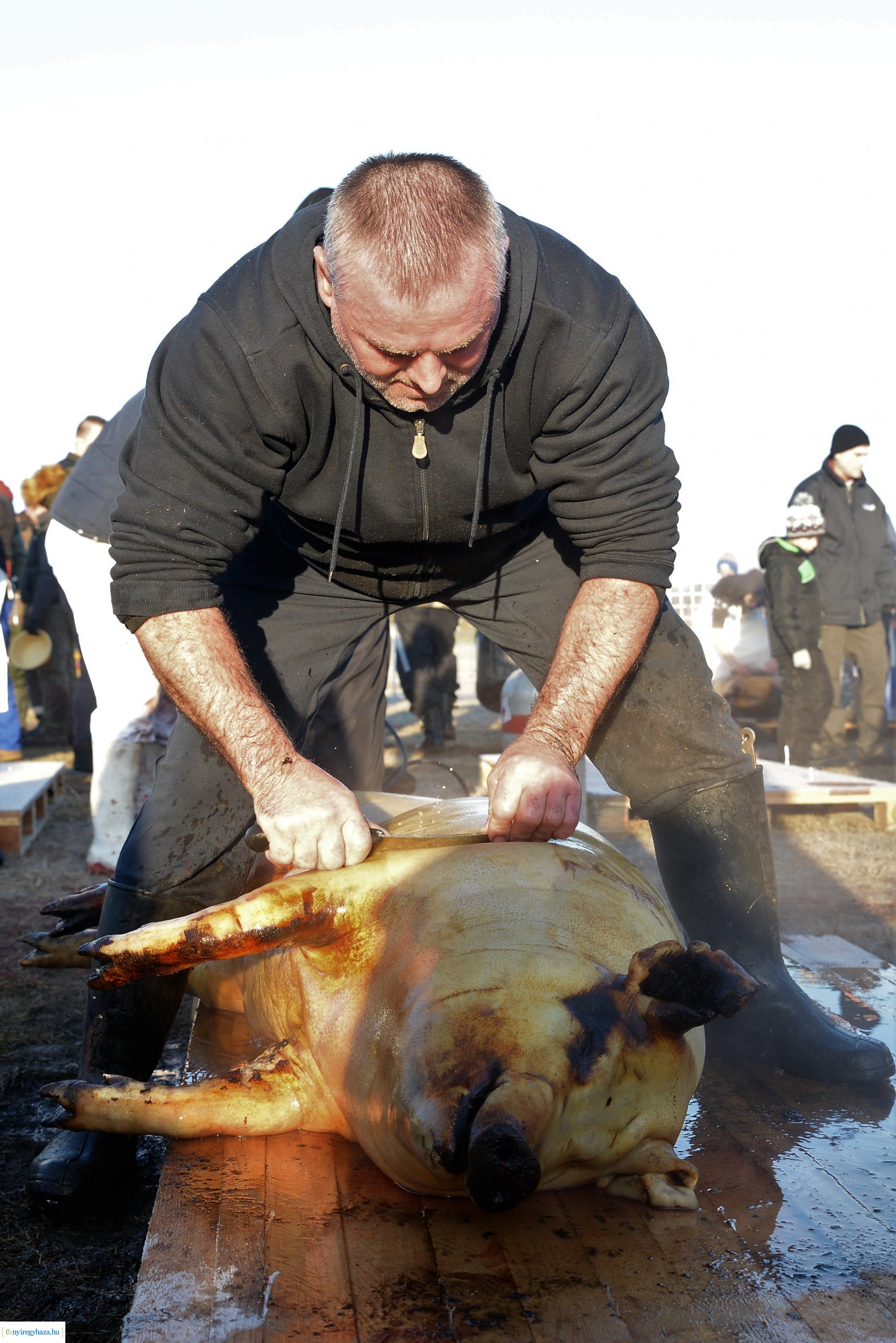 III. Nyírségi  Disznótoros Fesztivál - disznóvágás