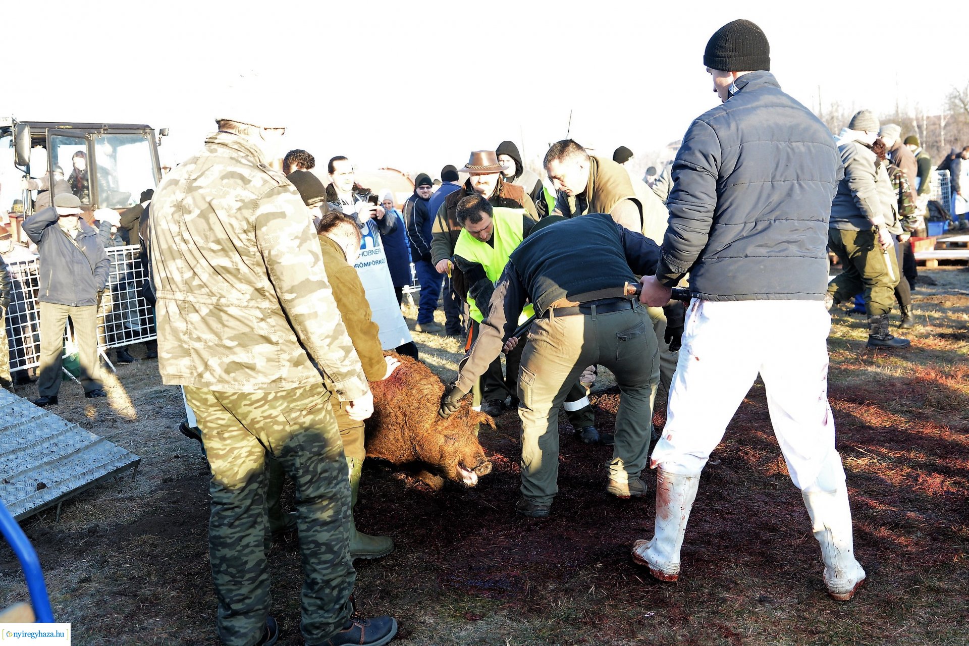 III. Nyírségi  Disznótoros Fesztivál - disznóvágás