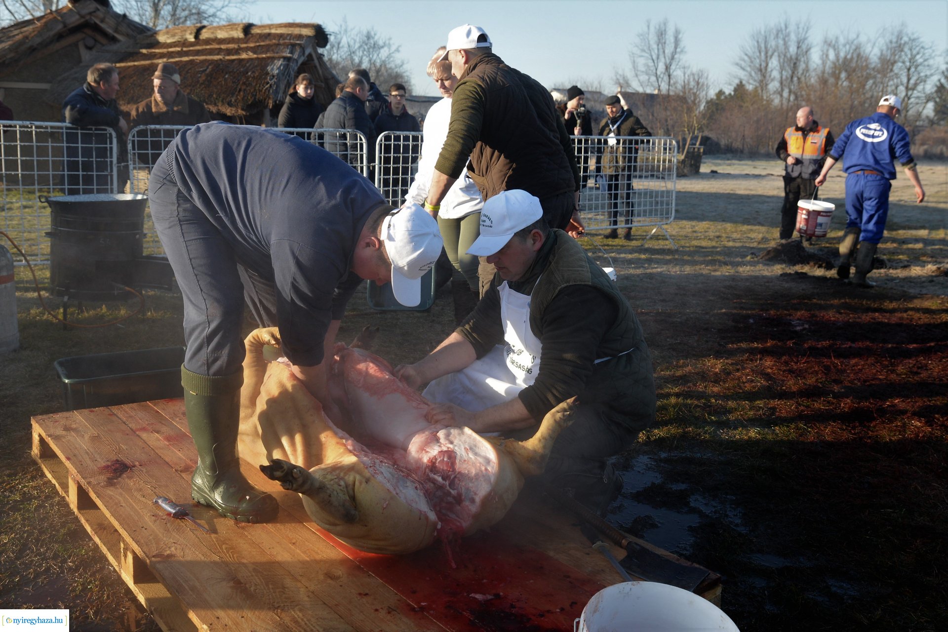 III. Nyírségi  Disznótoros Fesztivál - disznóvágás