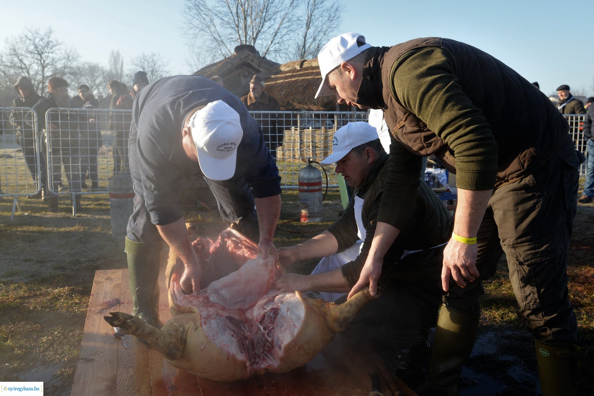 III. Nyírségi  Disznótoros Fesztivál - disznóvágás