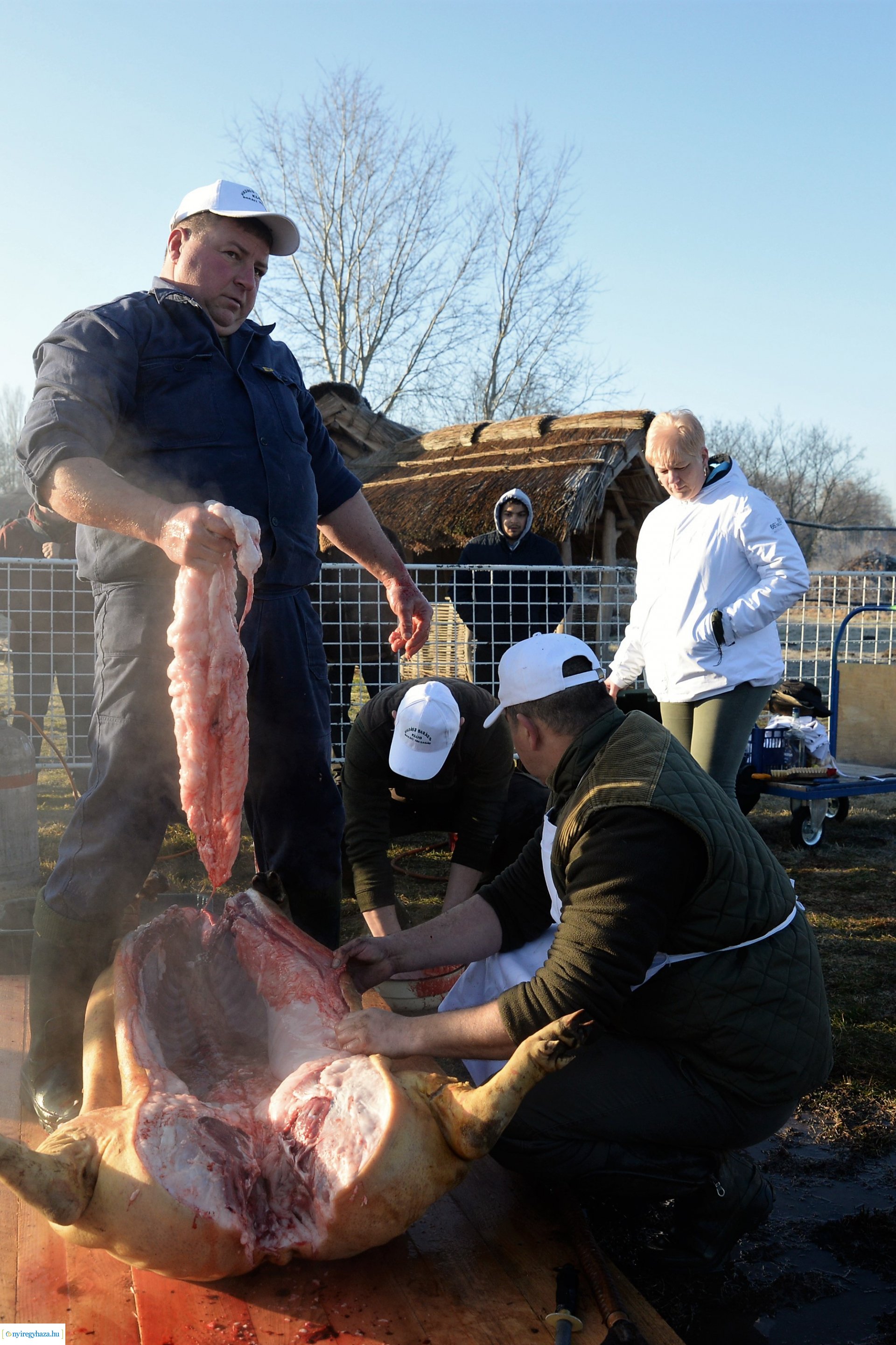 III. Nyírségi  Disznótoros Fesztivál - disznóvágás