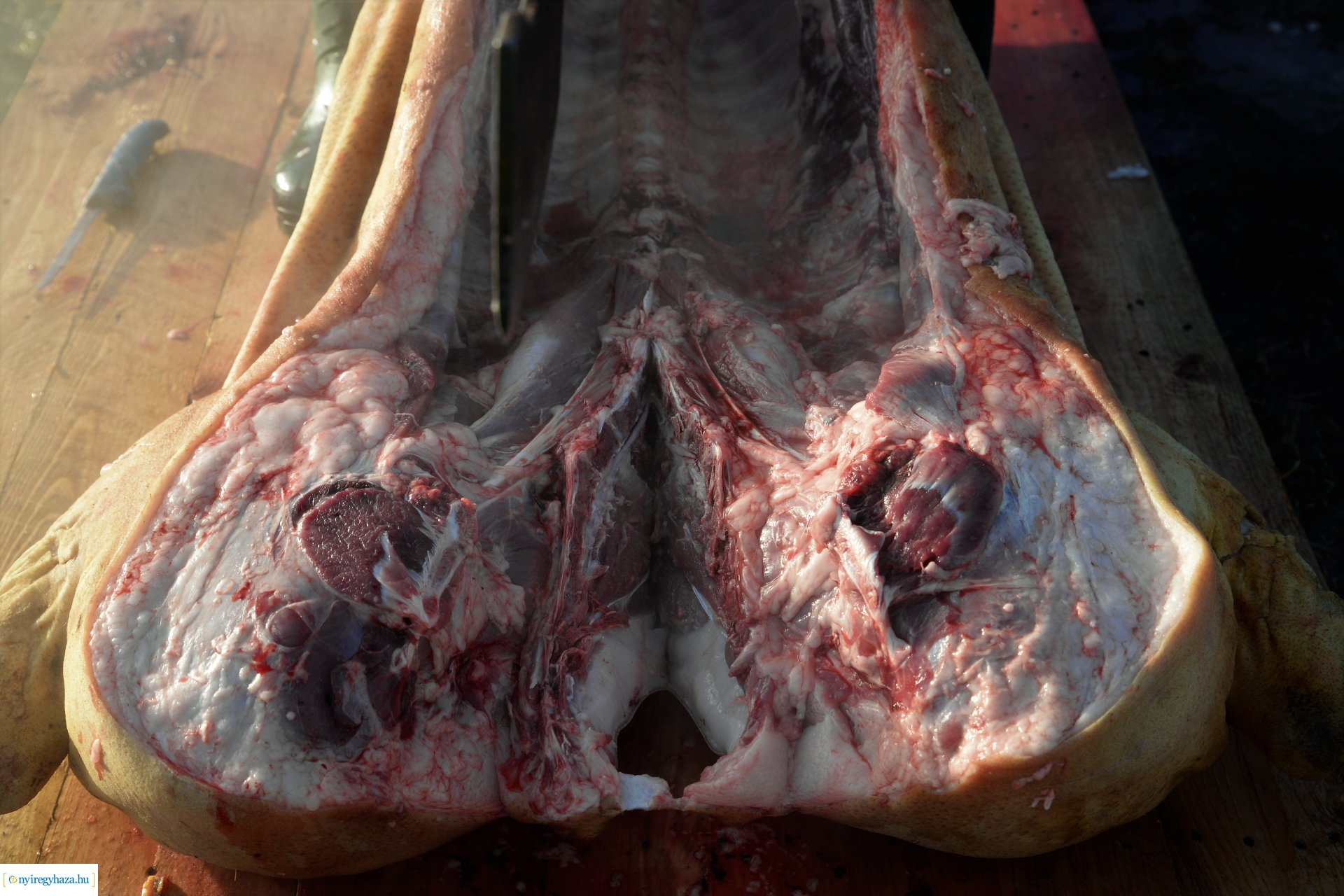 III. Nyírségi  Disznótoros Fesztivál - disznóvágás