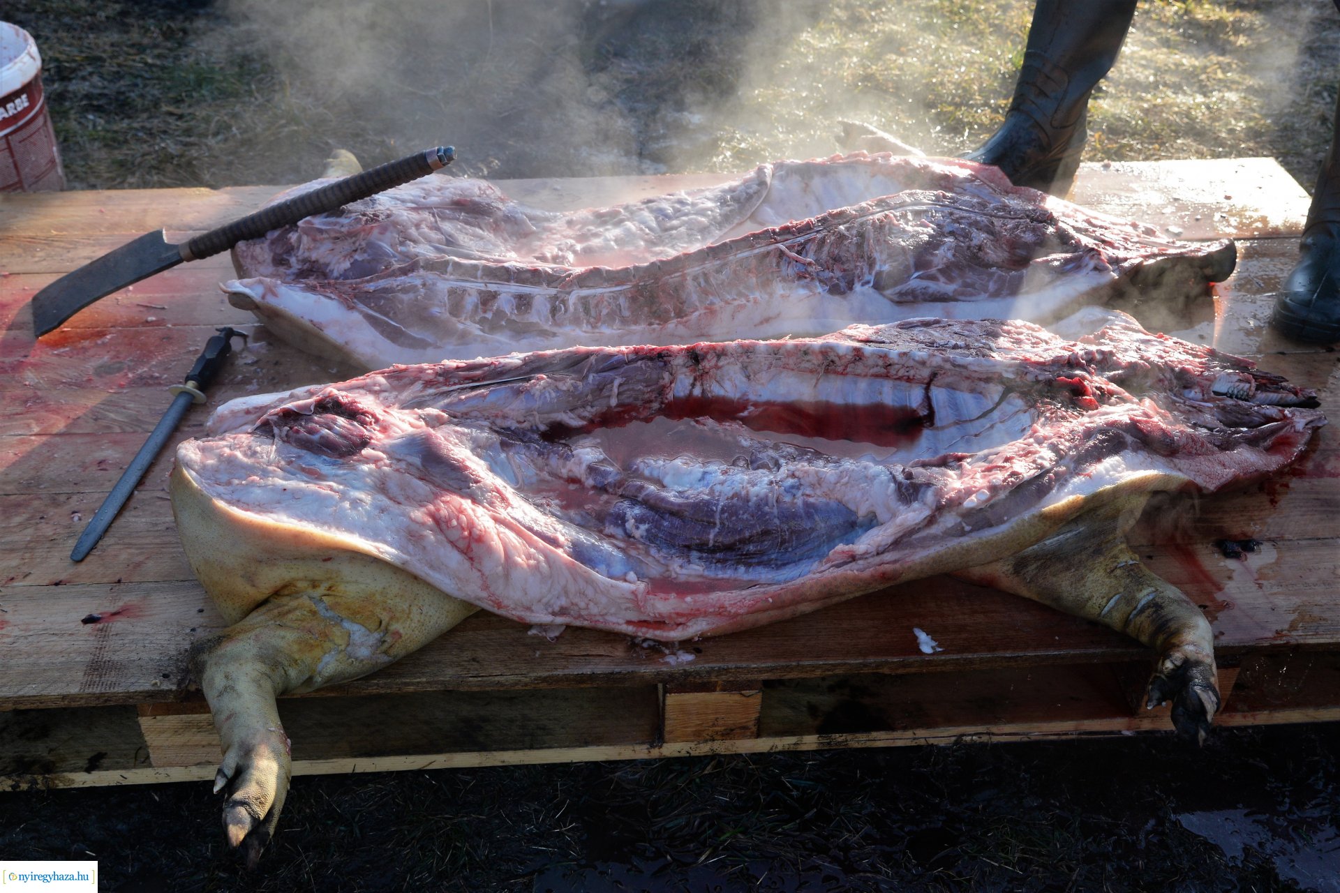 III. Nyírségi  Disznótoros Fesztivál - disznóvágás