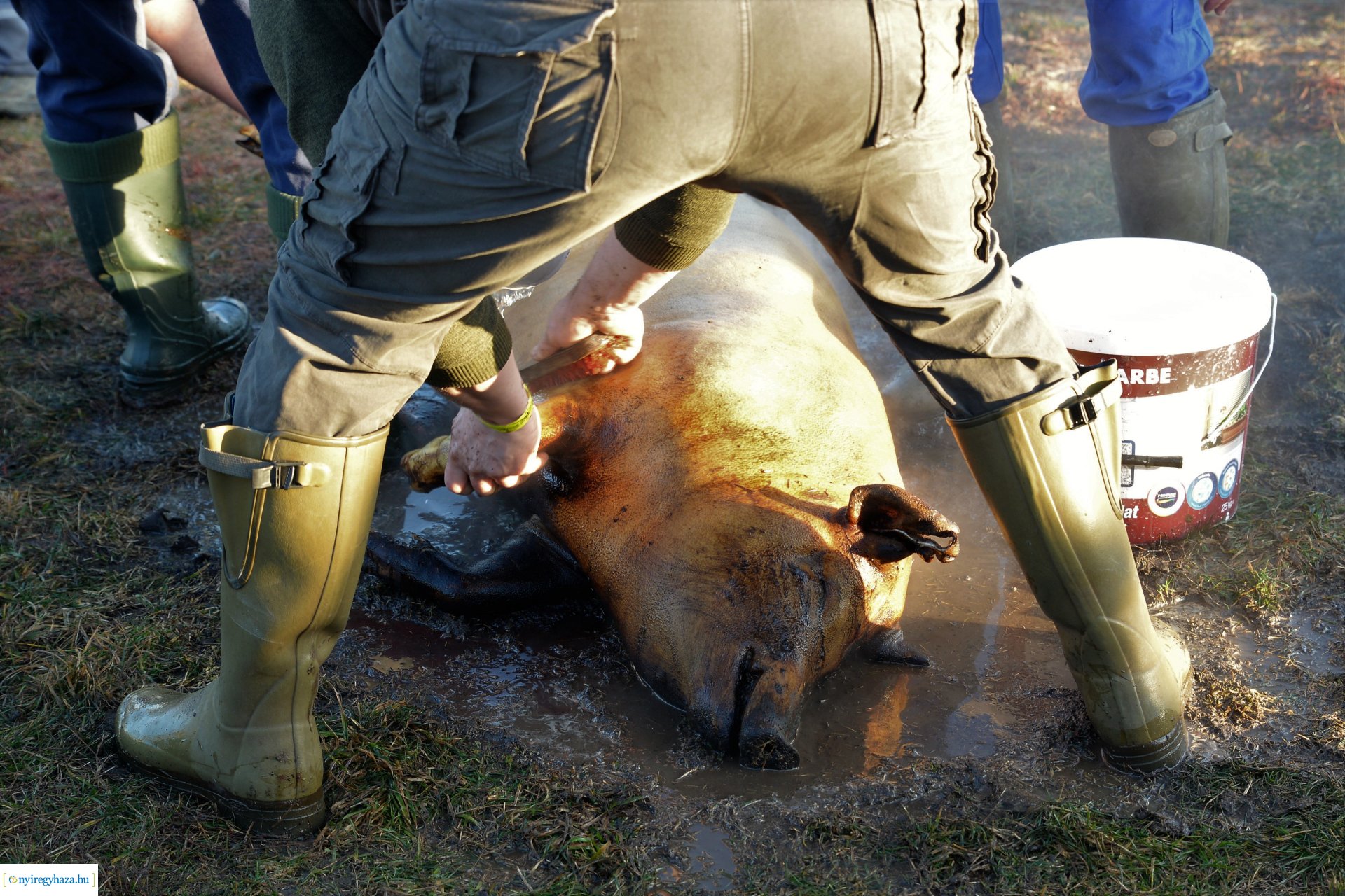 III. Nyírségi  Disznótoros Fesztivál - disznóvágás