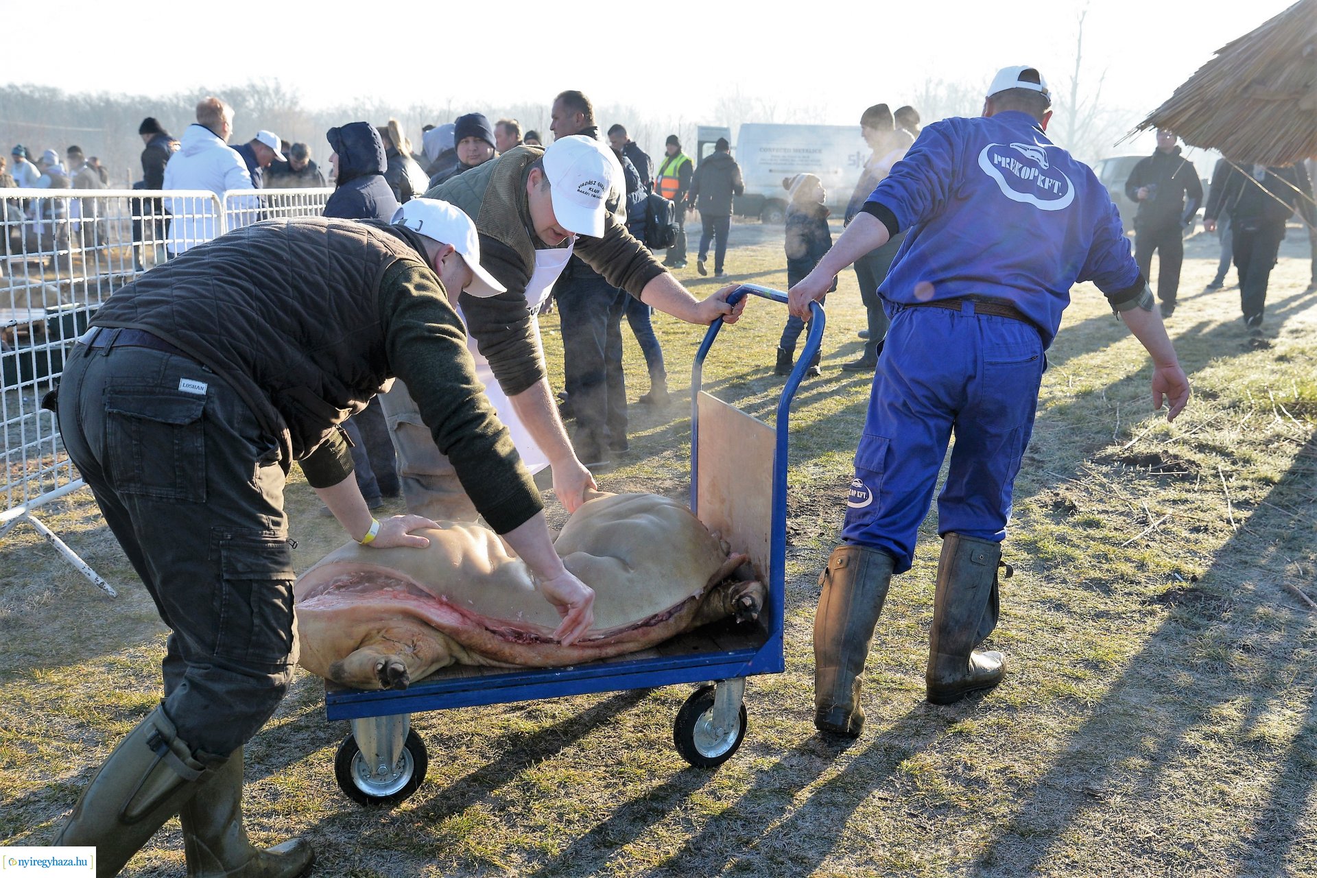 III. Nyírségi  Disznótoros Fesztivál - disznóvágás