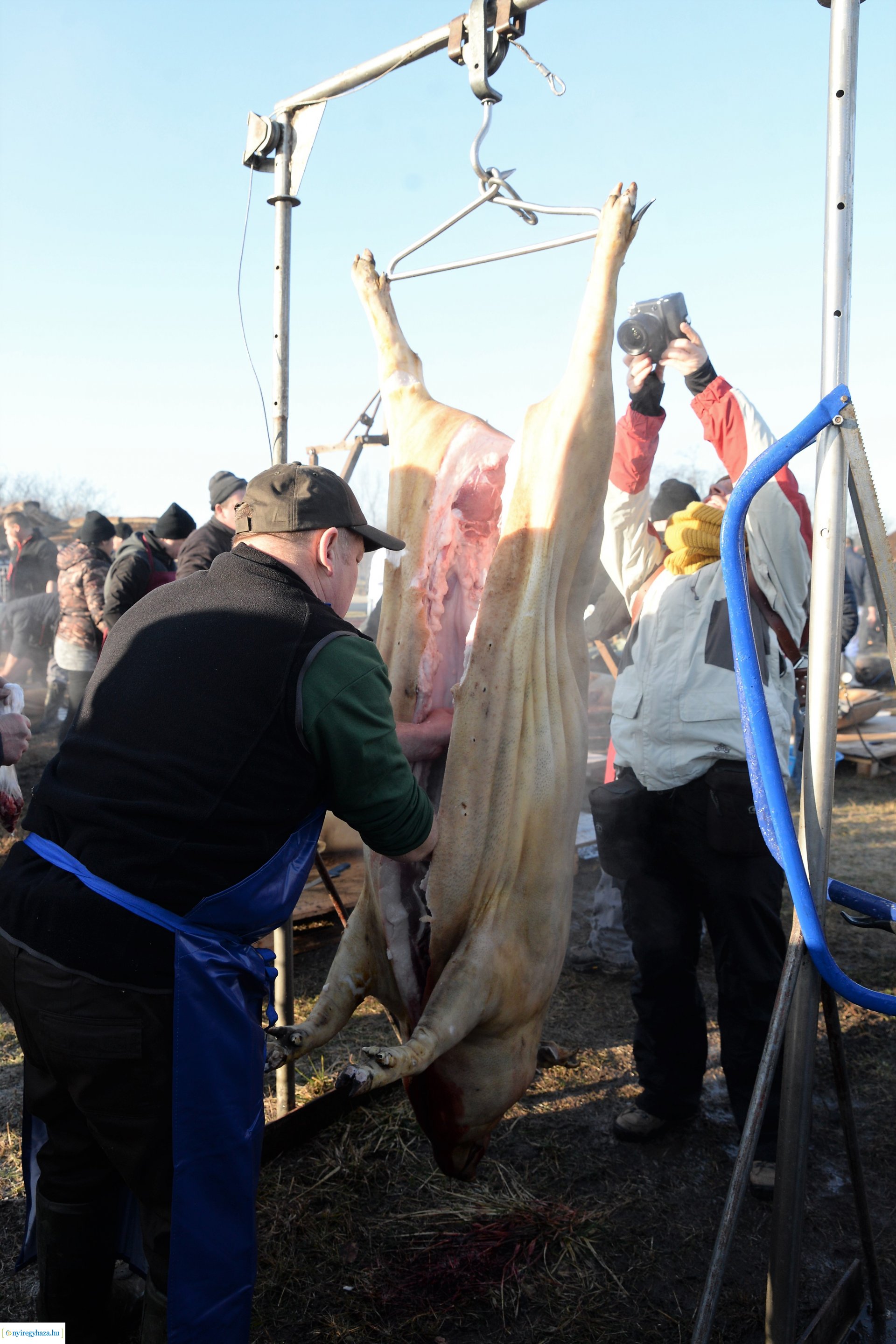 III. Nyírségi  Disznótoros Fesztivál - disznóvágás