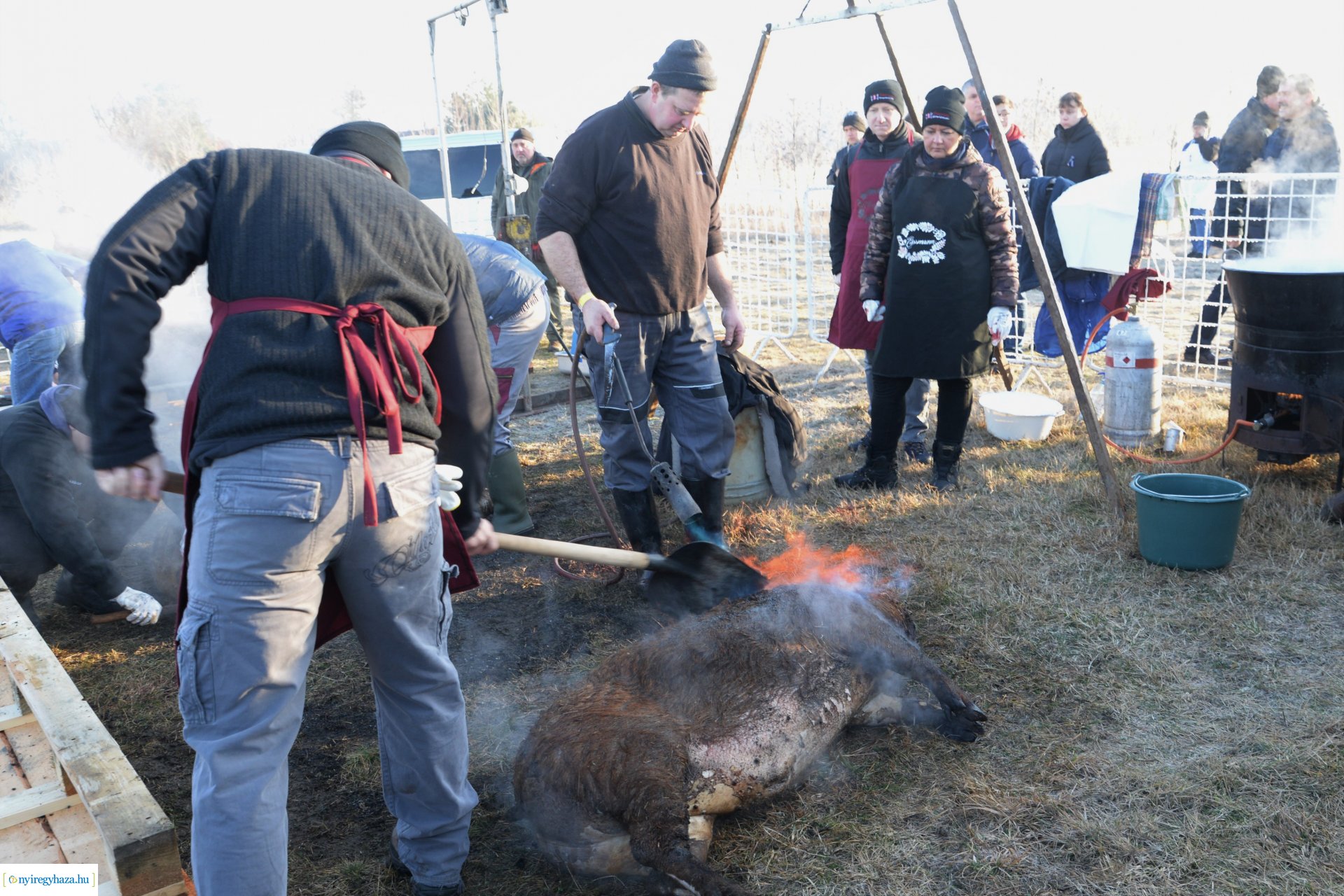 III. Nyírségi  Disznótoros Fesztivál - disznóvágás