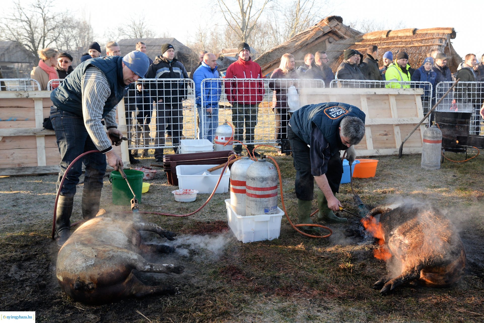 III. Nyírségi  Disznótoros Fesztivál - disznóvágás