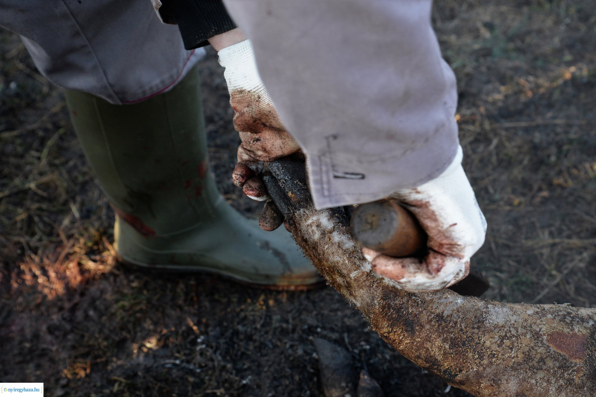 III. Nyírségi  Disznótoros Fesztivál - disznóvágás