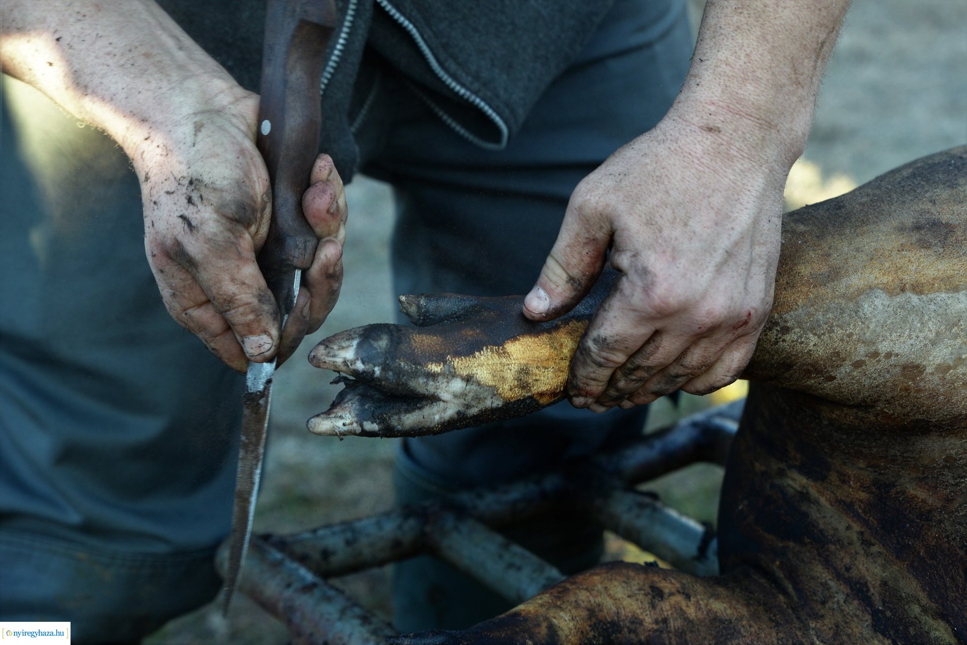 III. Nyírségi  Disznótoros Fesztivál - disznóvágás