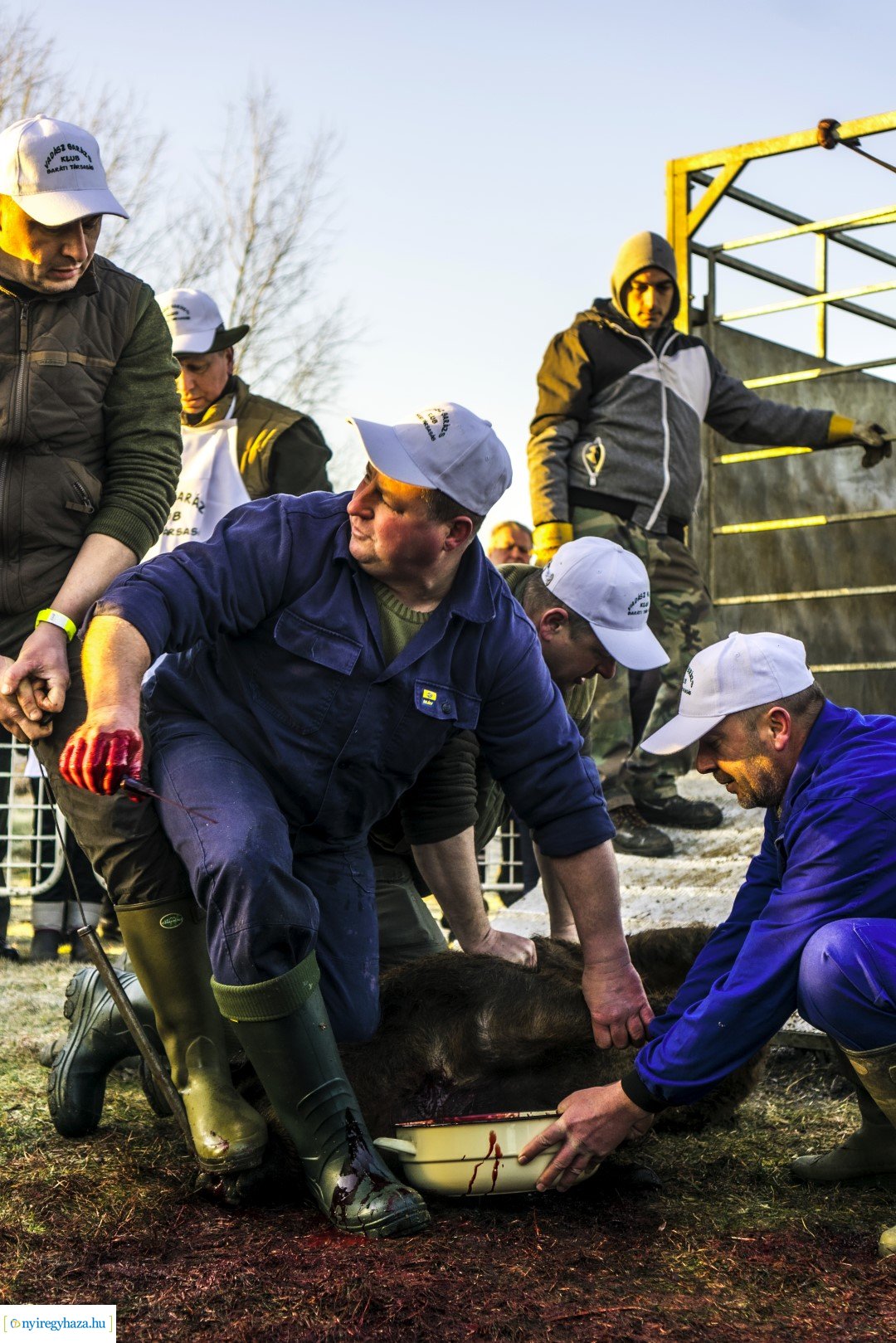 III. Nyírségi Disznótoros Fesztivál első nap