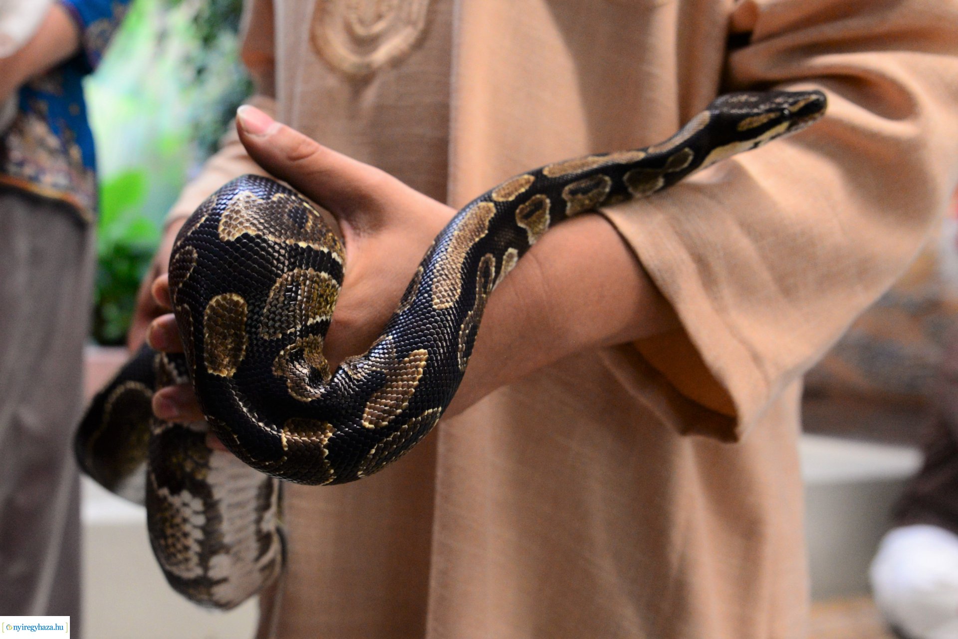 India-ház megnyitó a Nyíregyházi Állatparkban