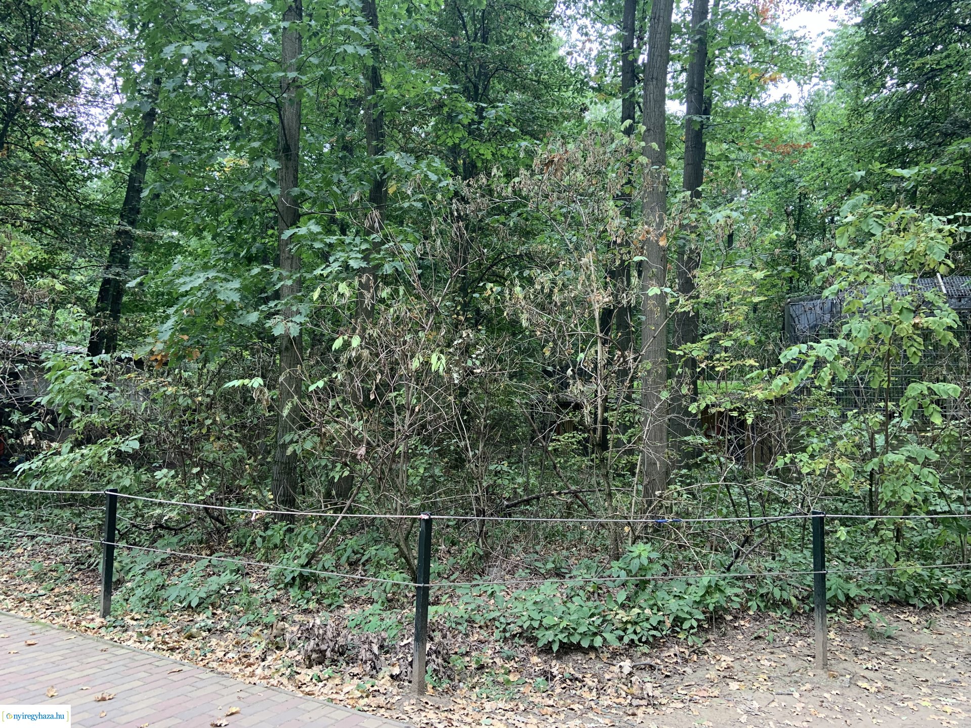 Indiai nagymacska kifutó építése a Nyíregyházi Állatparkban